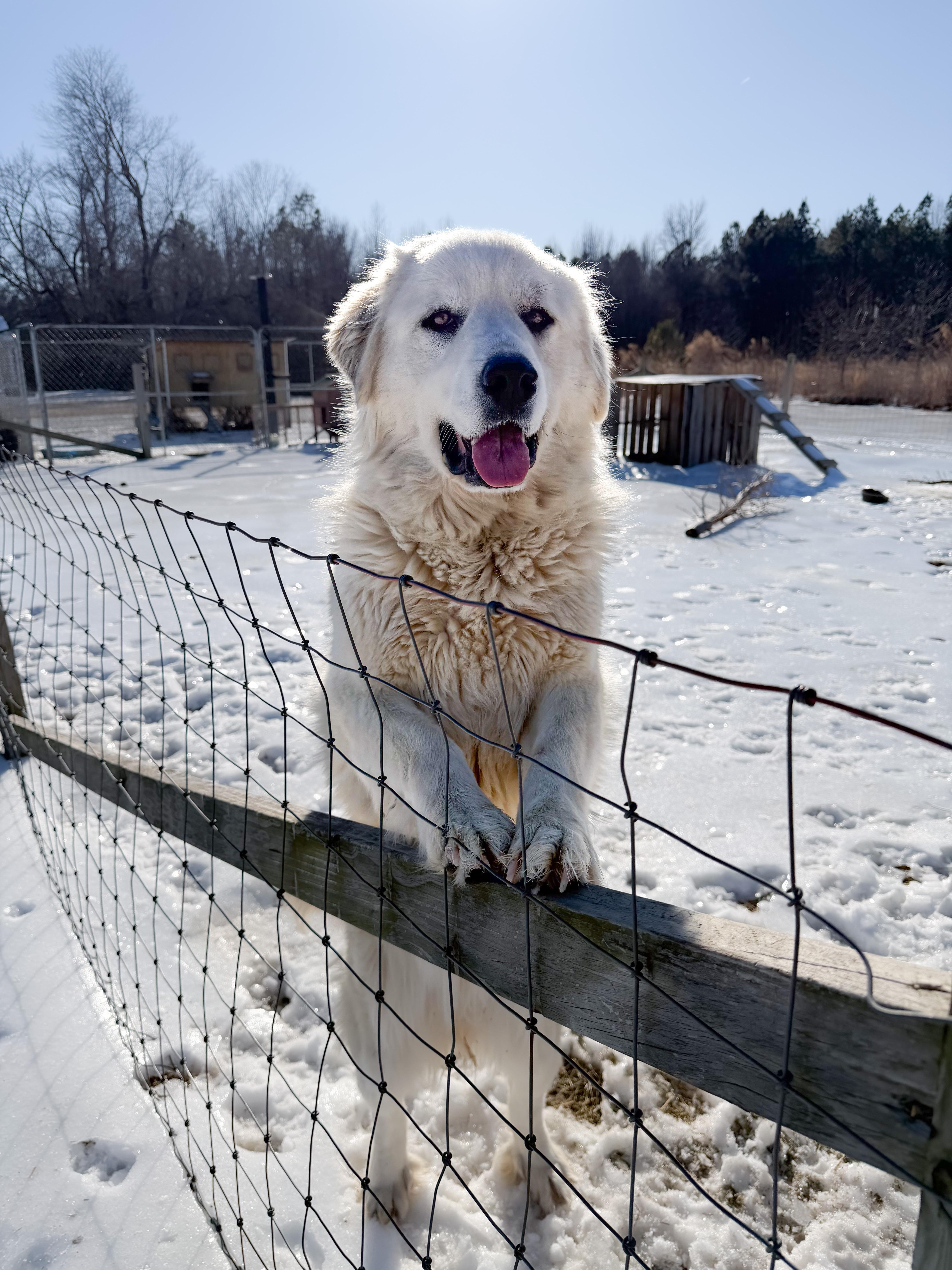 Haven Meadow, a ADOPTABLE Great Pyrenees in Providence Forge, VA image 2/5