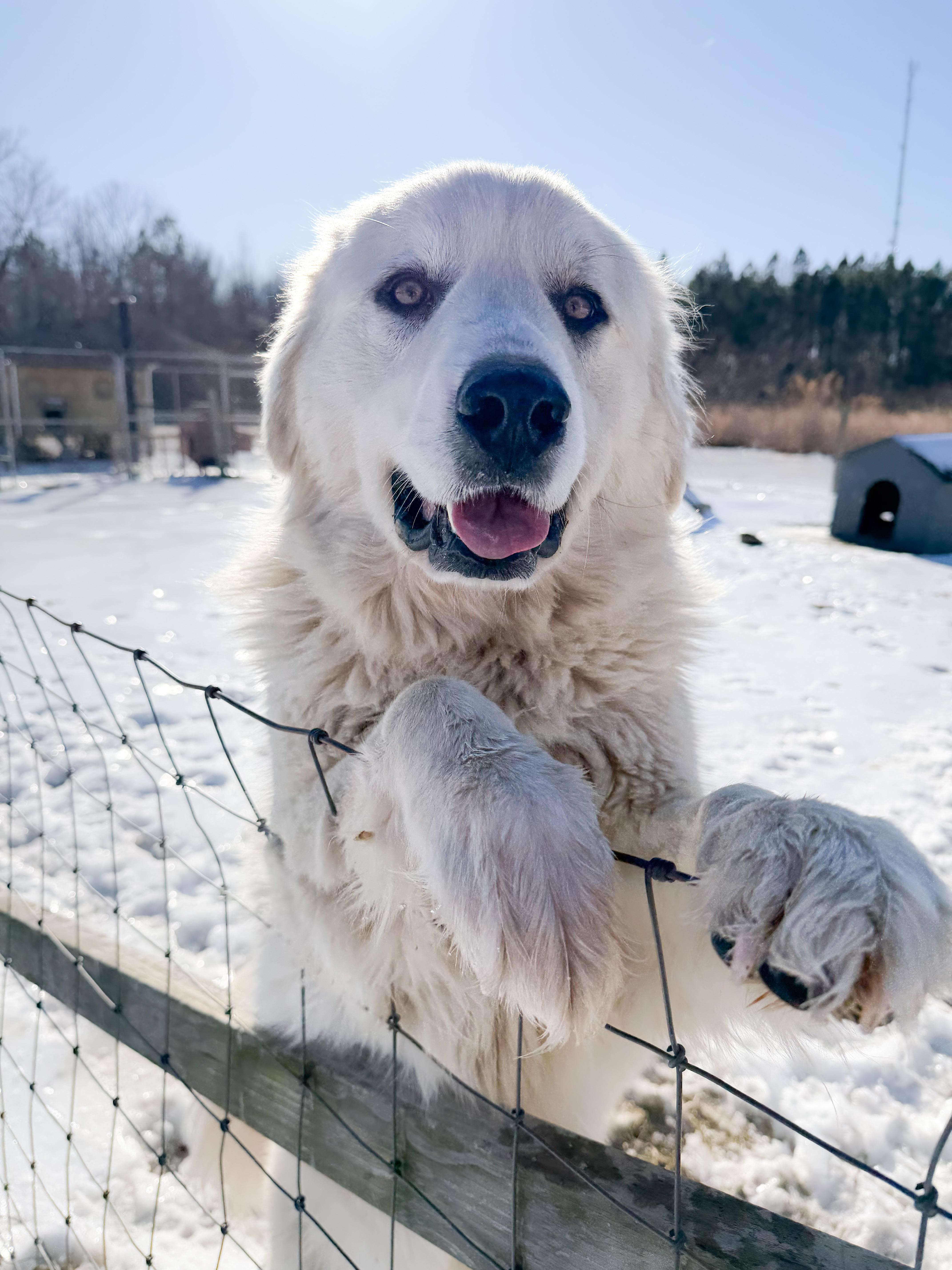 Haven Meadow, a ADOPTABLE Great Pyrenees in Providence Forge, VA image 3/5
