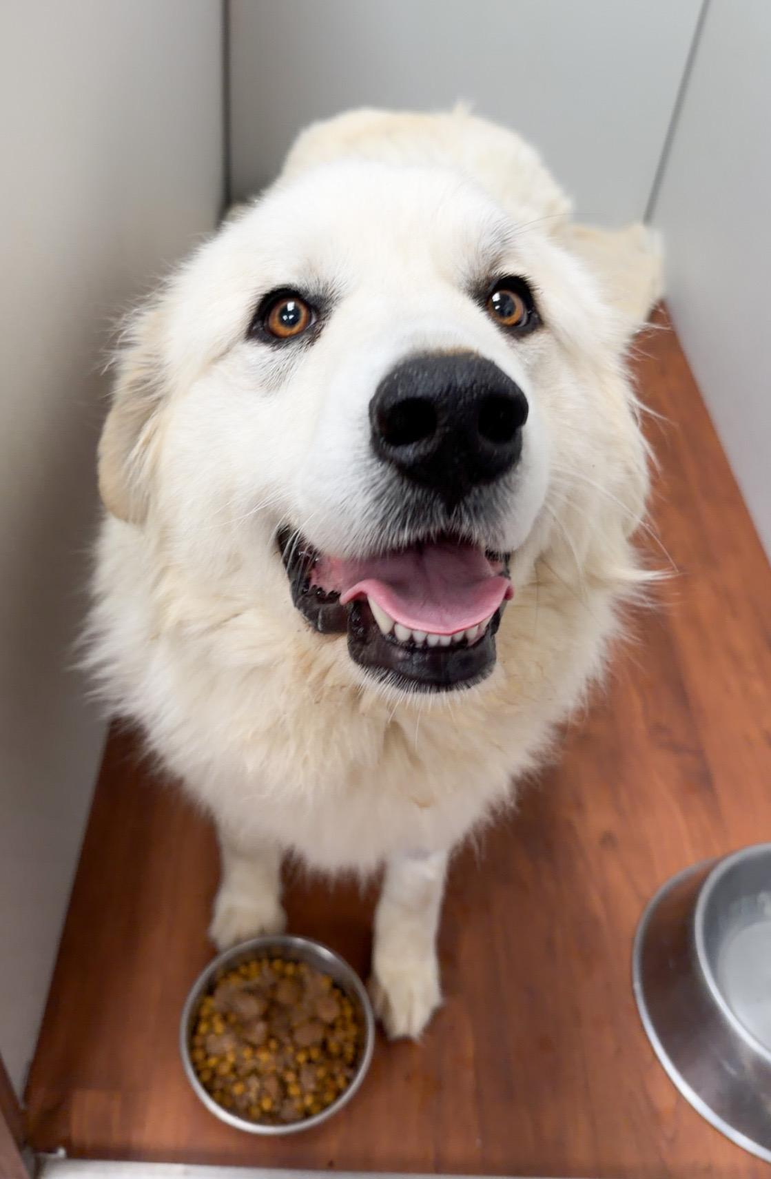 Haven Meadow, ADOPTABLE, Young Female Great Pyrenees.
