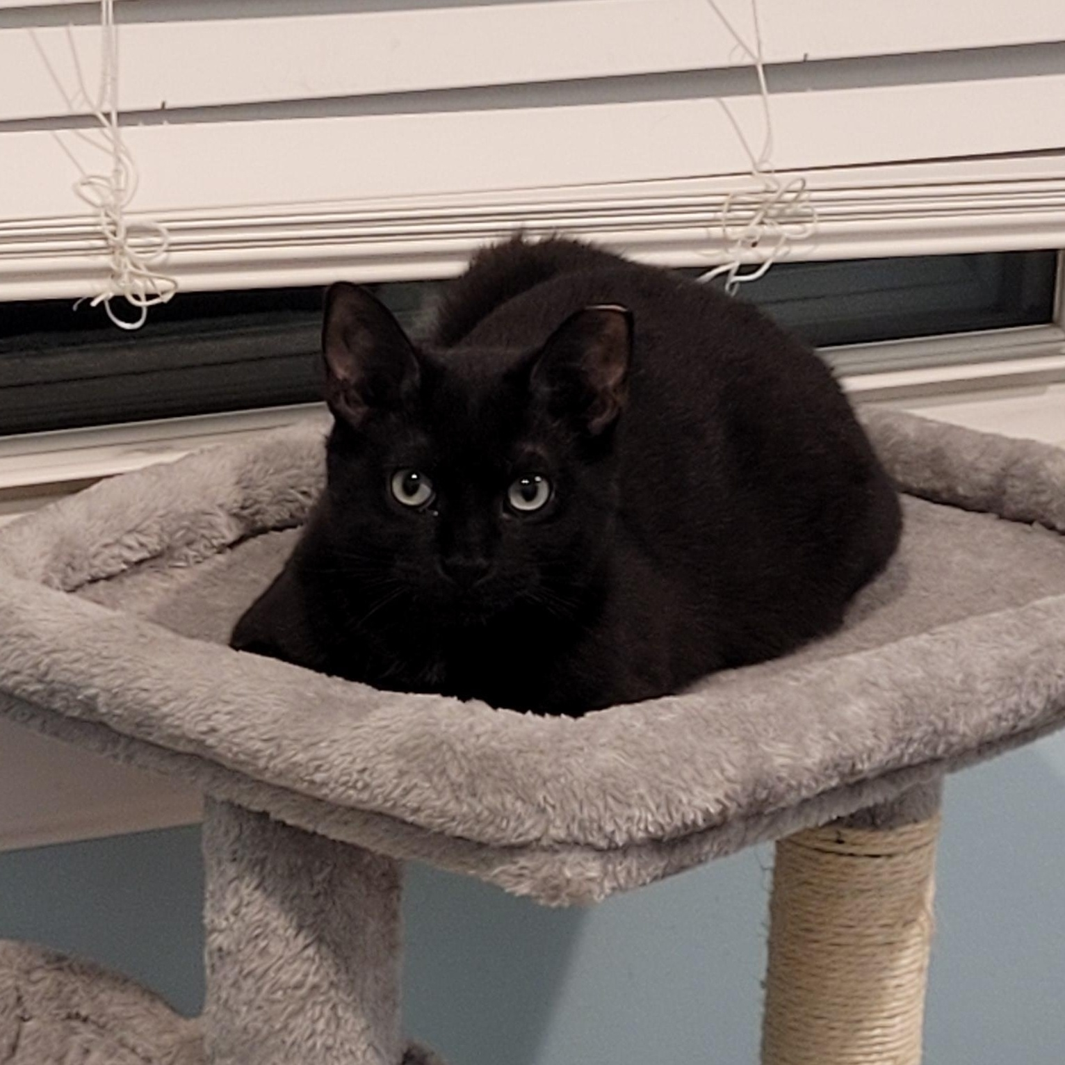 Enlarge Alina, a Adoptable mixed breed in Maple Shade, NJ image 1/3