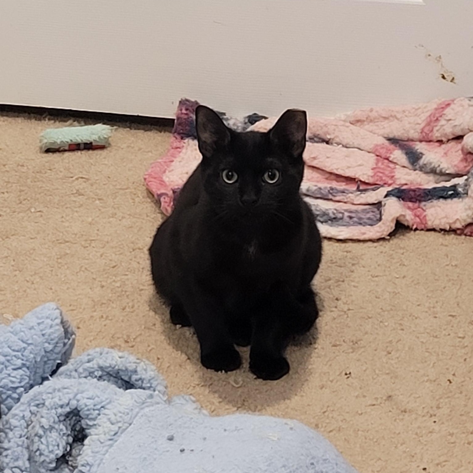 Enlarge Alina, a Adoptable mixed breed in Maple Shade, NJ image 2/3