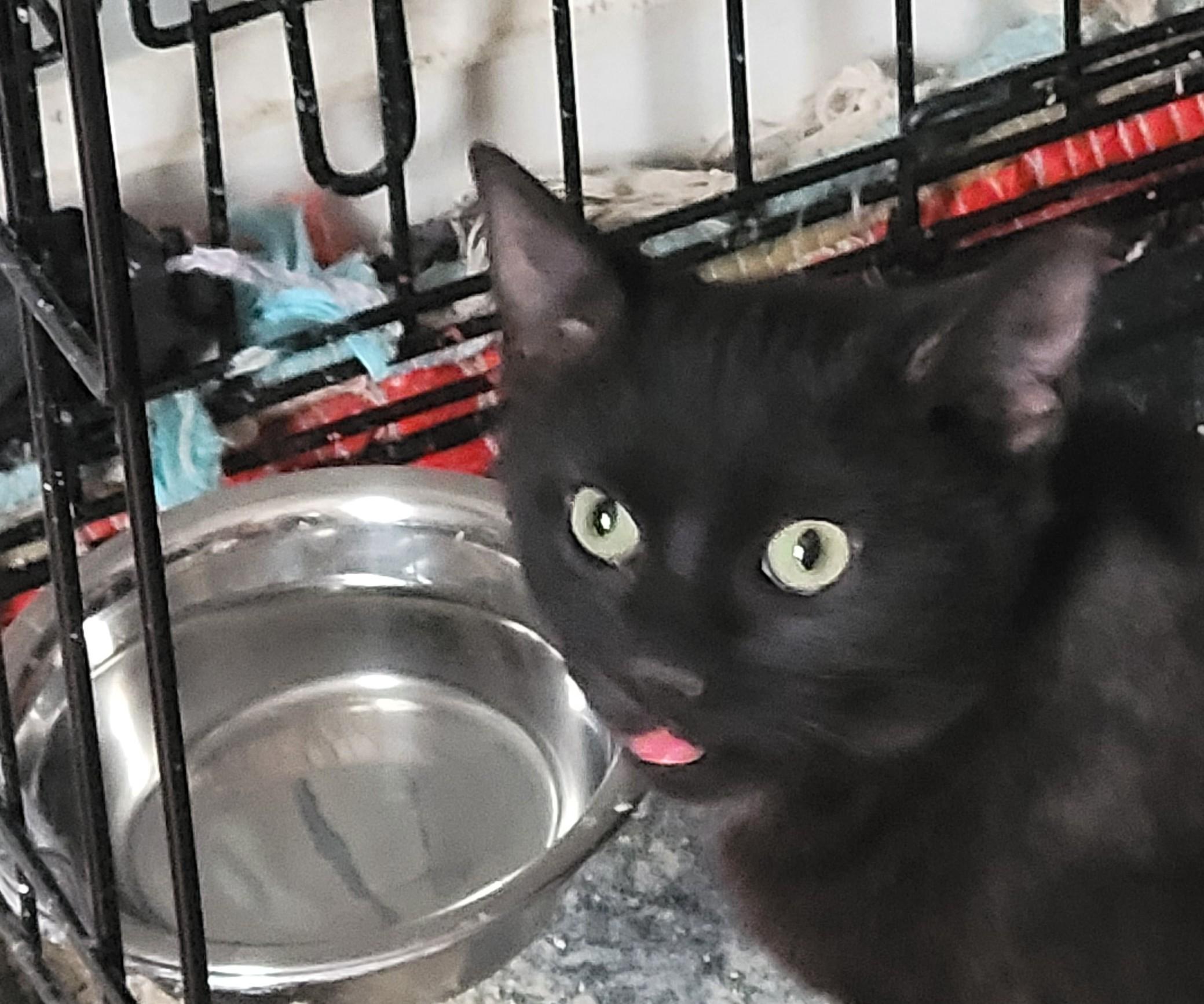 Enlarge Alina, a Adoptable mixed breed in Maple Shade, NJ image 3/3