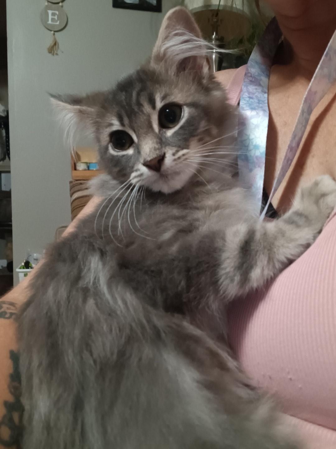 Hosea, an adopted Tabby in Richmond, VA_image-1