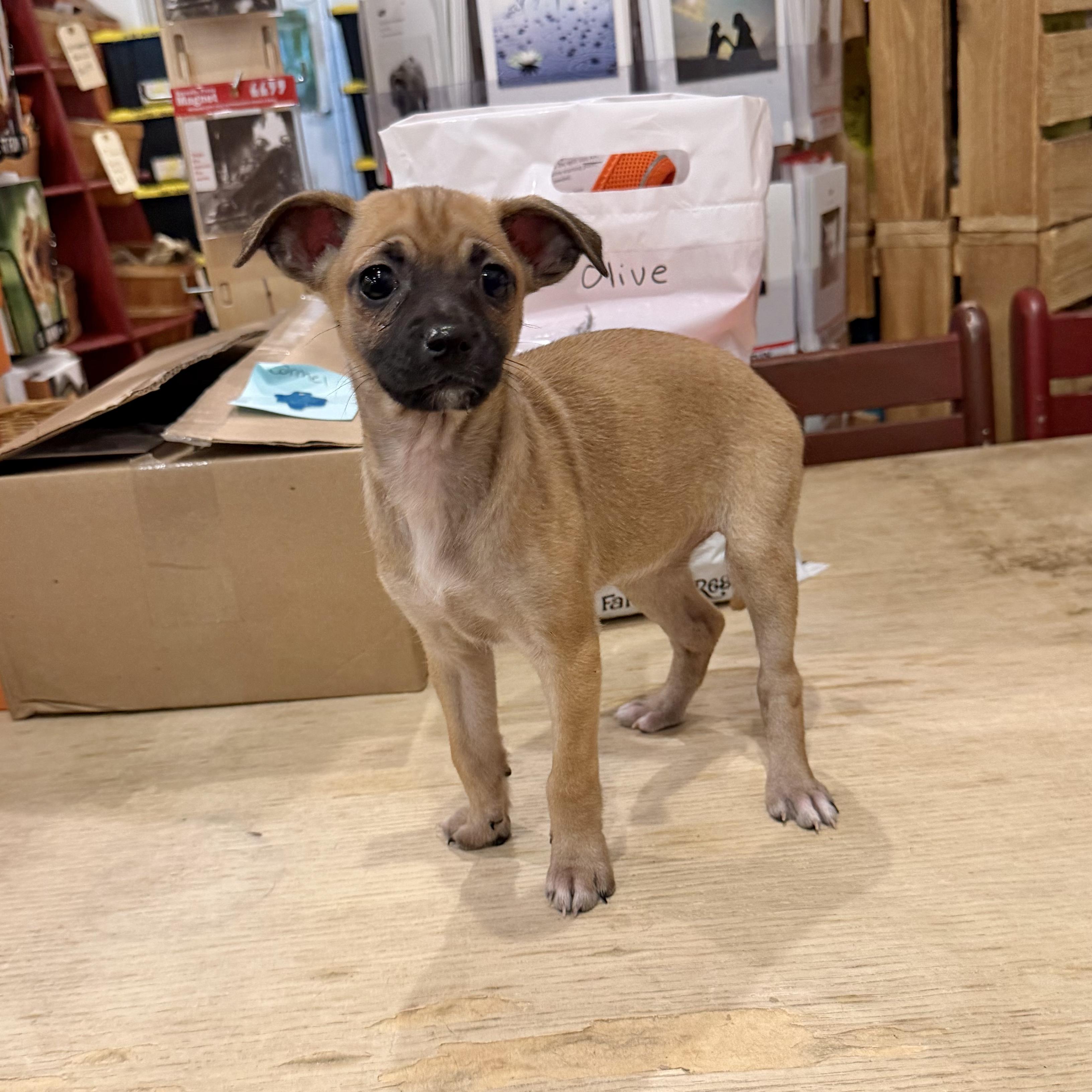 Honey, a ADOPTABLE mixed breed in Boulder, CO image 5/6