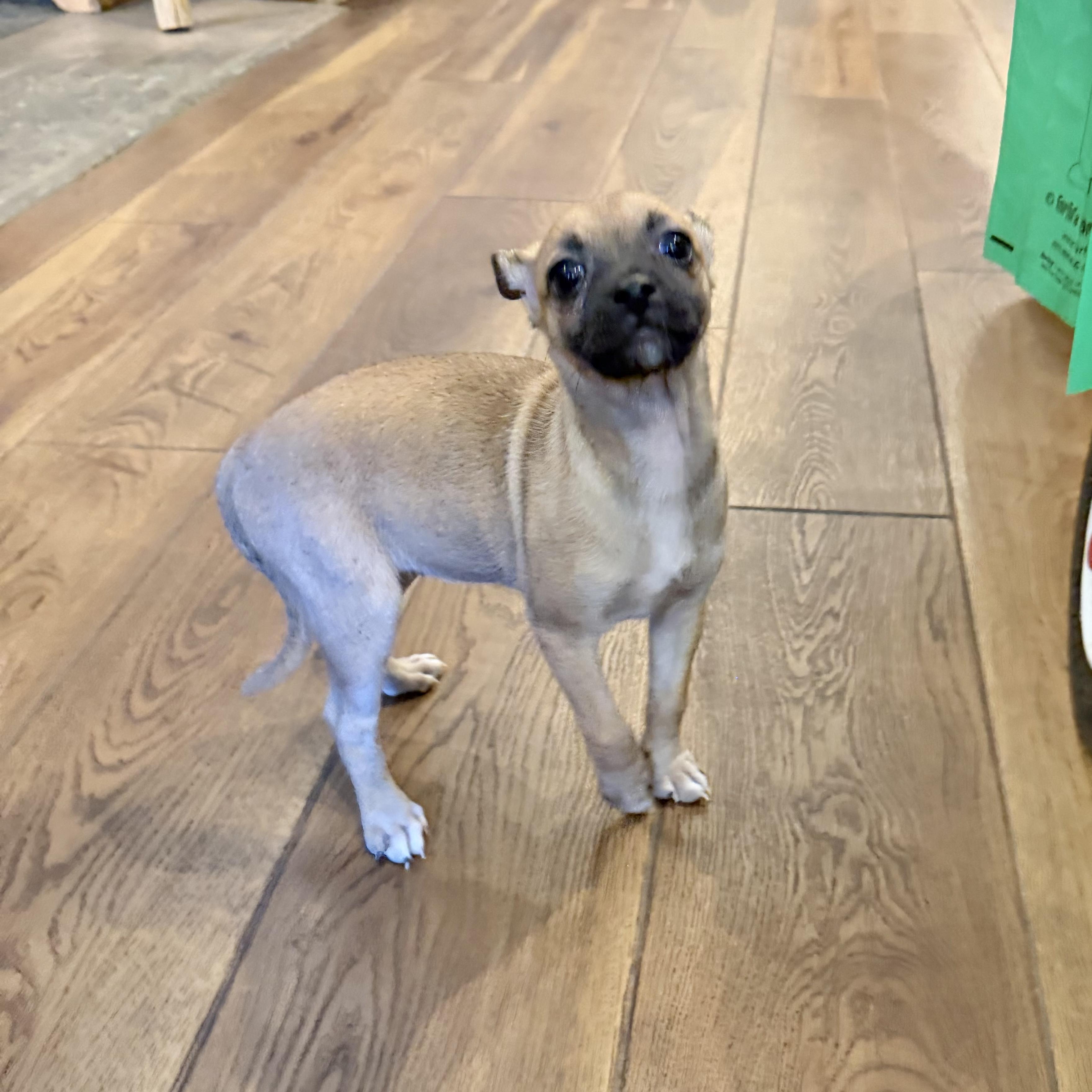 Honey, a ADOPTABLE mixed breed in Boulder, CO image 6/6