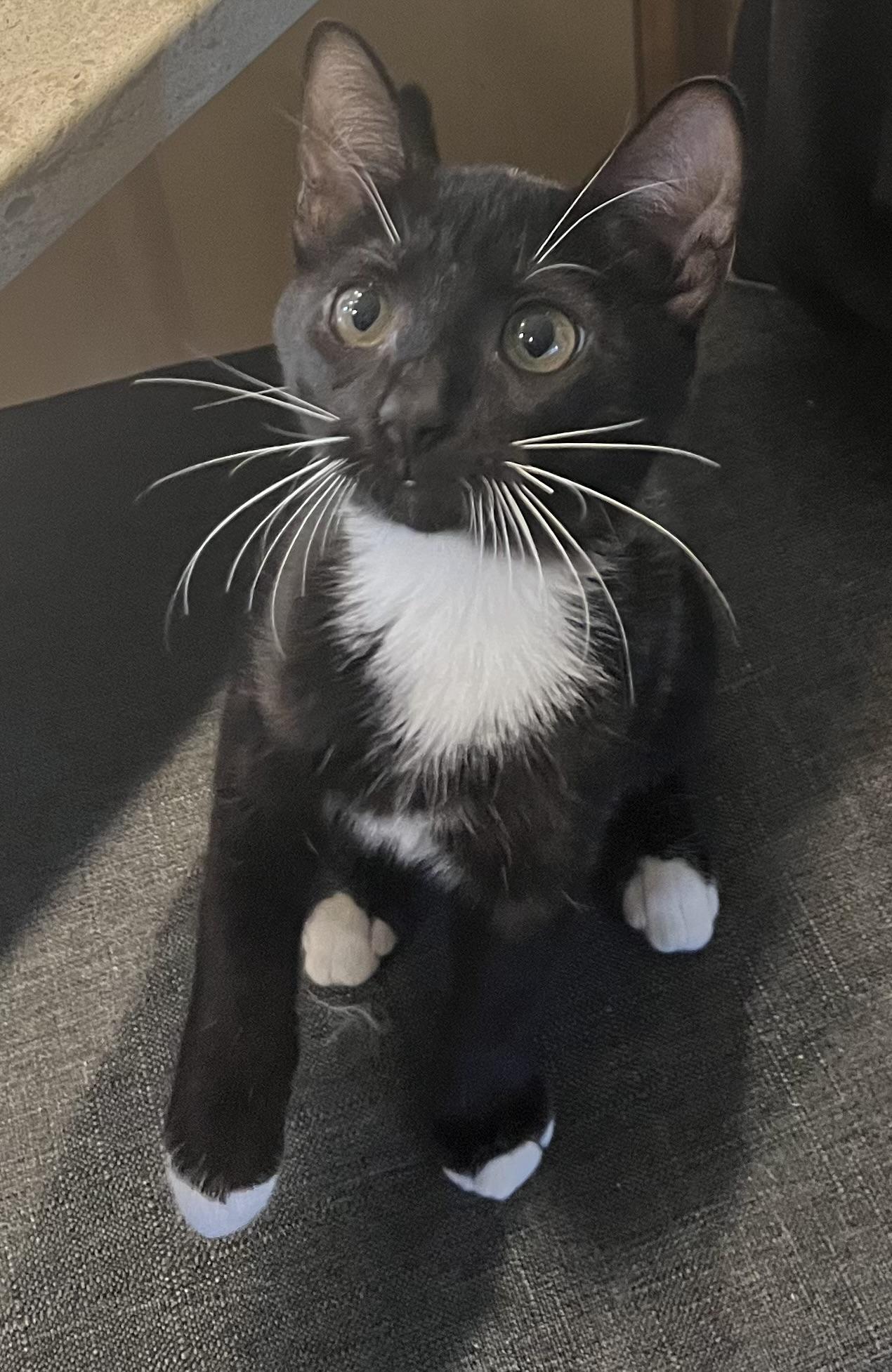 Dutchess, adopted, Kitten Female Domestic Short Hair & Tuxedo.