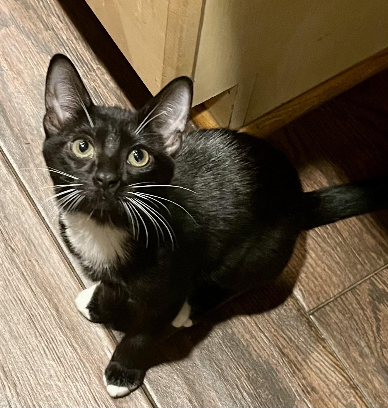 Dutchess, a Adoptable mixed breed in Federal Way, WA image 2/5