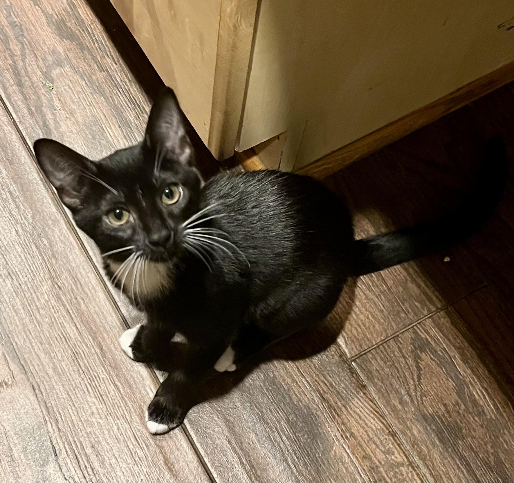 Dutchess, Adoptable, Kitten Female Domestic Short Hair & Tuxedo.