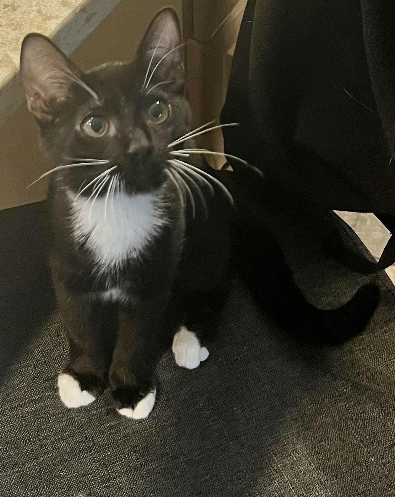 Dutchess, a Adoptable mixed breed in Federal Way, WA image 4/5