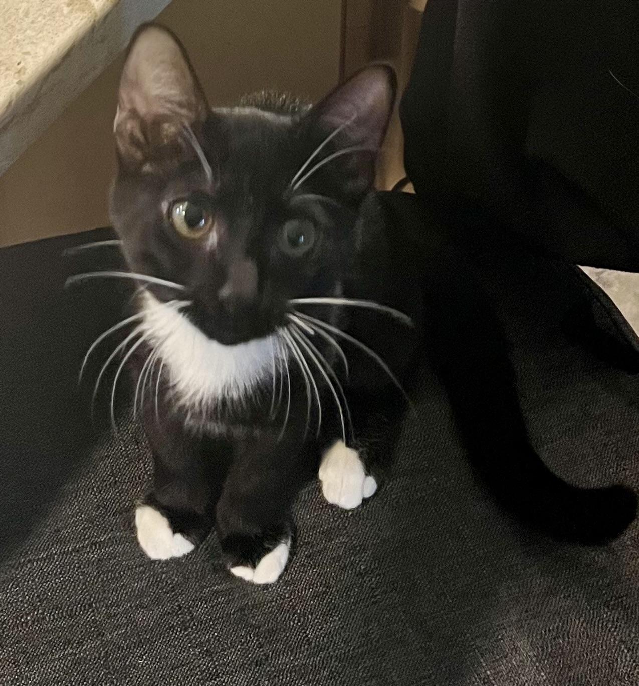 Dutchess, a Adoptable mixed breed in Federal Way, WA image 5/5