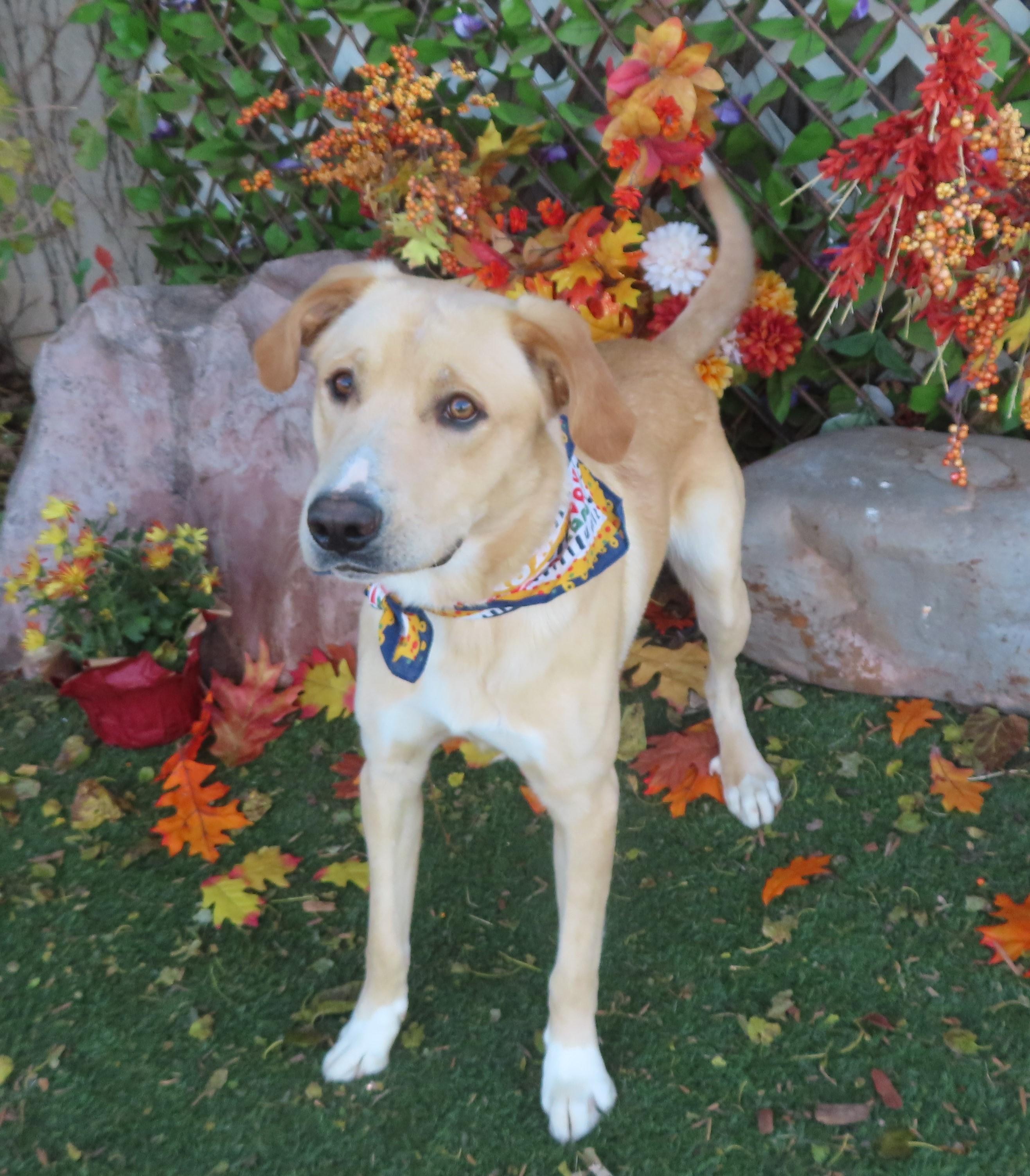 GRAVY 465494 AdoptionPending