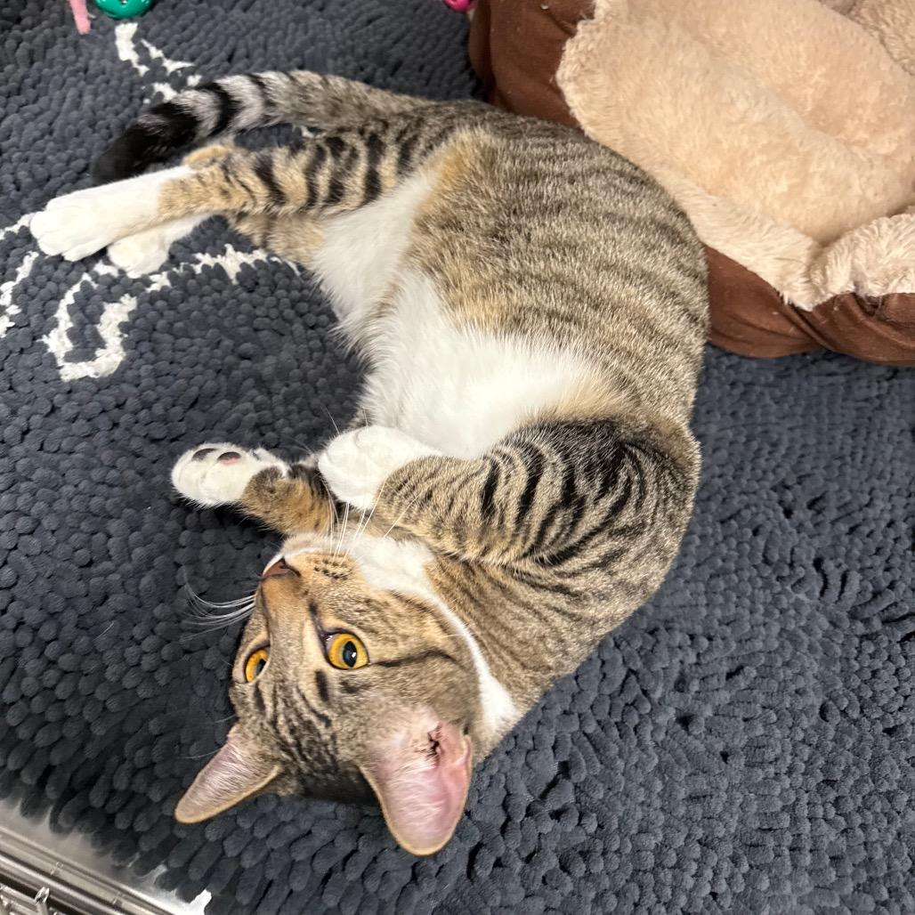 Enlarge Lil Bit, a Adoptable Domestic Short Hair in mount vernon, AR image 1/1