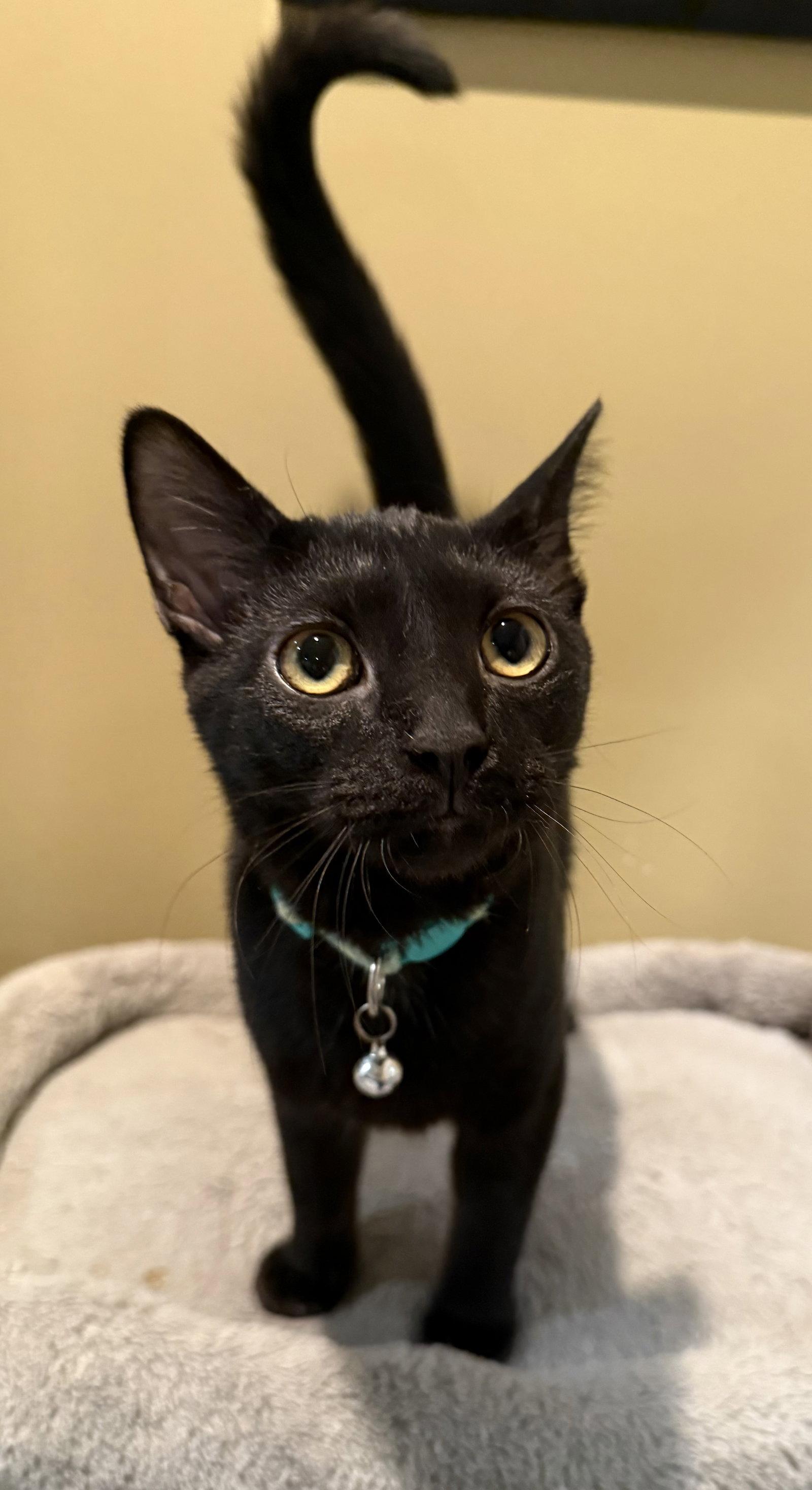 Frankenstein not at the shelter (Faith), Adoptable, Young Male Domestic Short Hair.