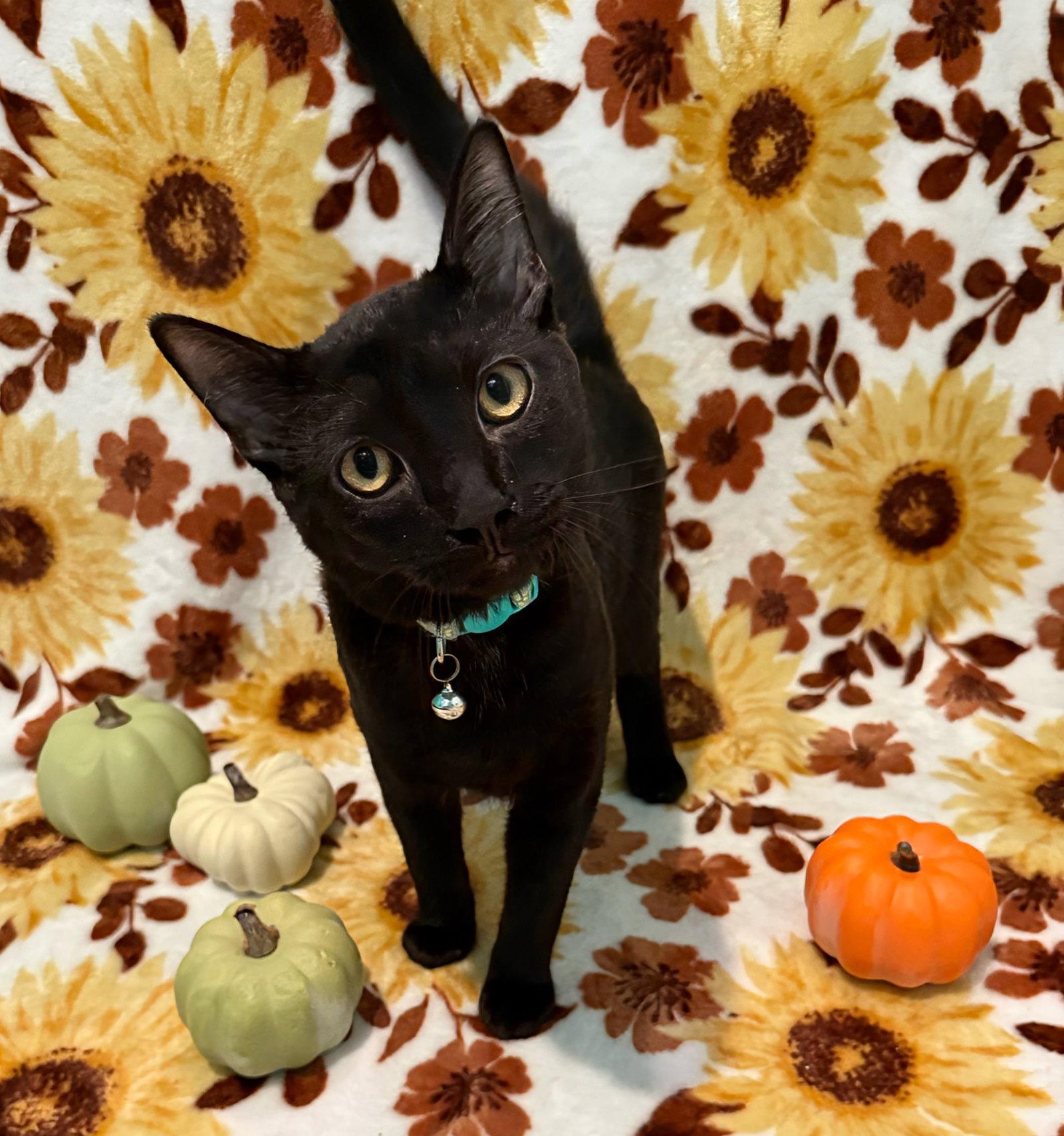 Enlarge Frankenstein not at the shelter (Faith), a Adoptable Domestic Short Hair in Rustburg, VA image 2/3