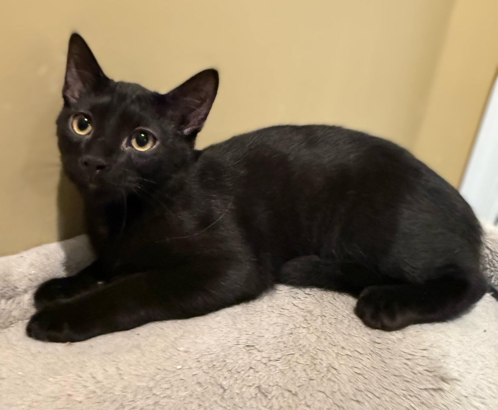Enlarge Frankenstein not at the shelter (Faith), a Adoptable Domestic Short Hair in Rustburg, VA image 3/3