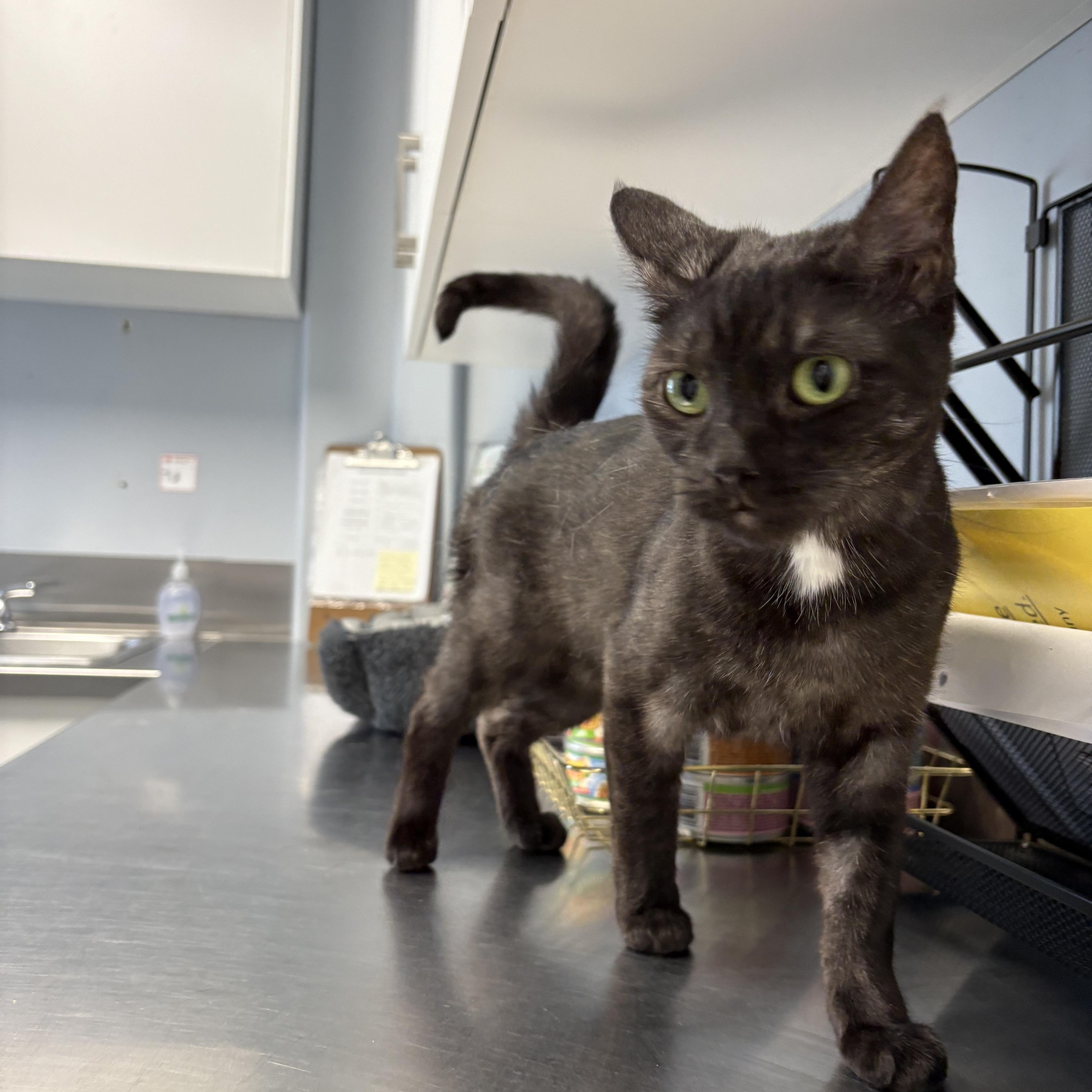 Raven, an adoptable Domestic Short Hair in Brooks, AB, T1R 1B2 | Photo Image 2