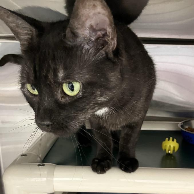 Raven, an adoptable Domestic Short Hair in Brooks, AB, T1R 1B2 | Photo Image 1