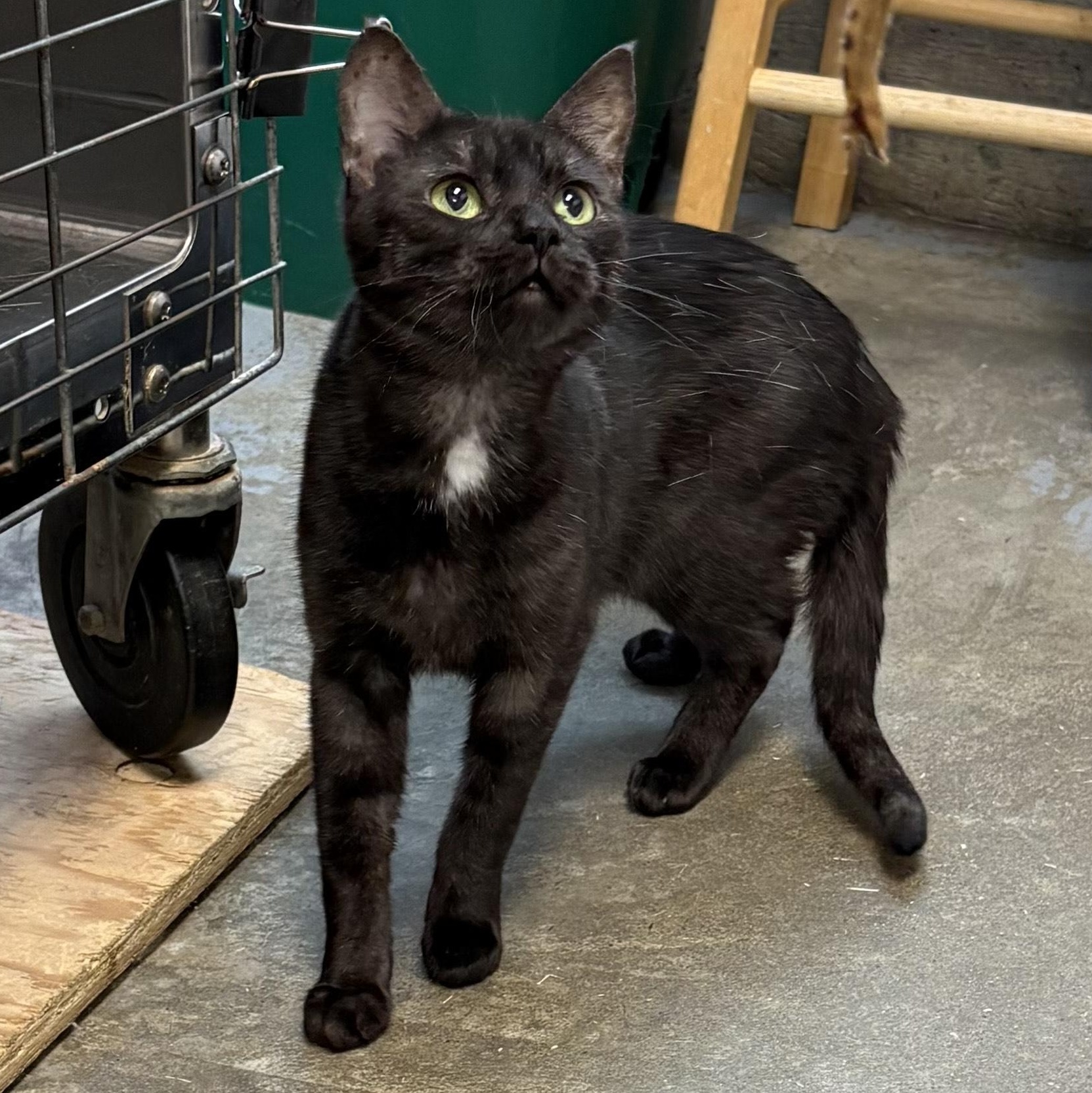 Raven, an adoptable Domestic Short Hair in Brooks, AB, T1R 1B2 | Photo Image 3