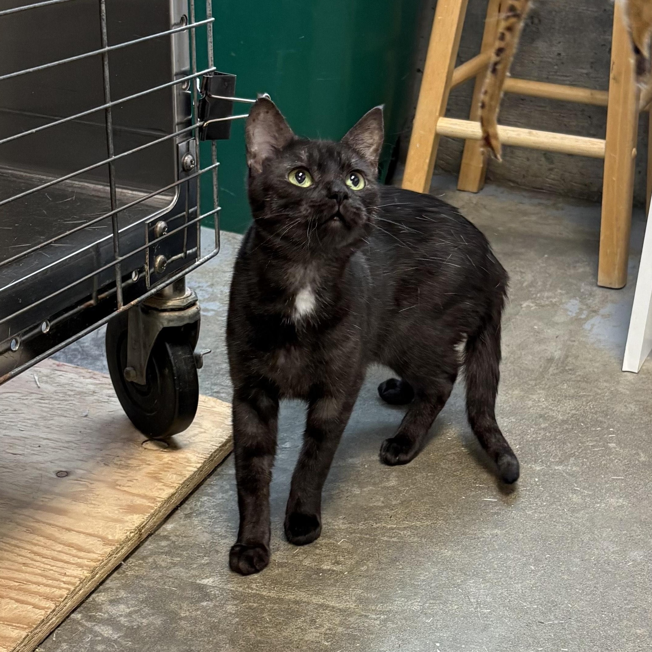 Raven, an adoptable Domestic Short Hair in Brooks, AB, T1R 1B2 | Photo Image 3