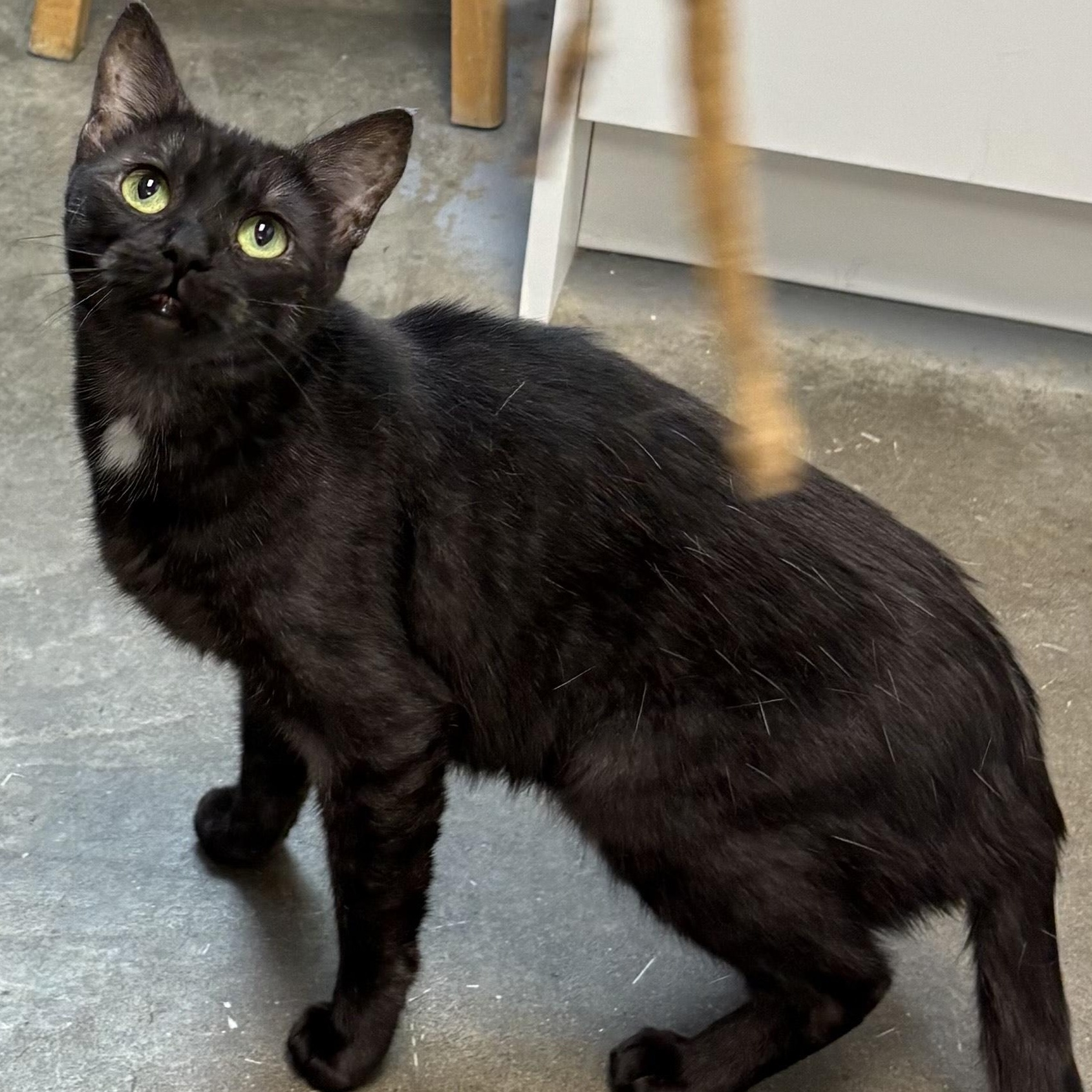 Raven, an adoptable Domestic Short Hair in Brooks, AB, T1R 1B2 | Photo Image 4