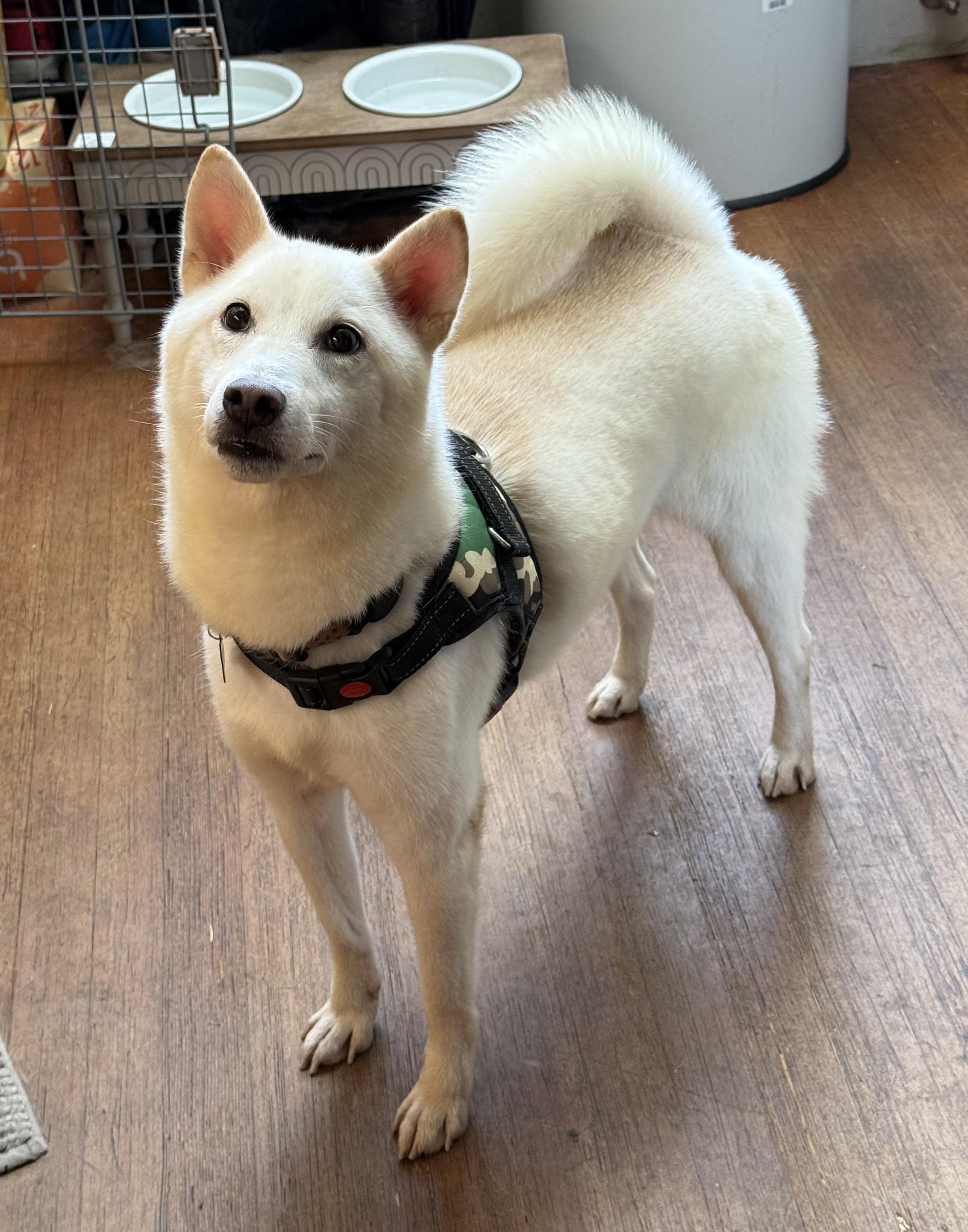 Enlarge Onion, a Adopted Shiba Inu in Vancouver, BC image 1/6