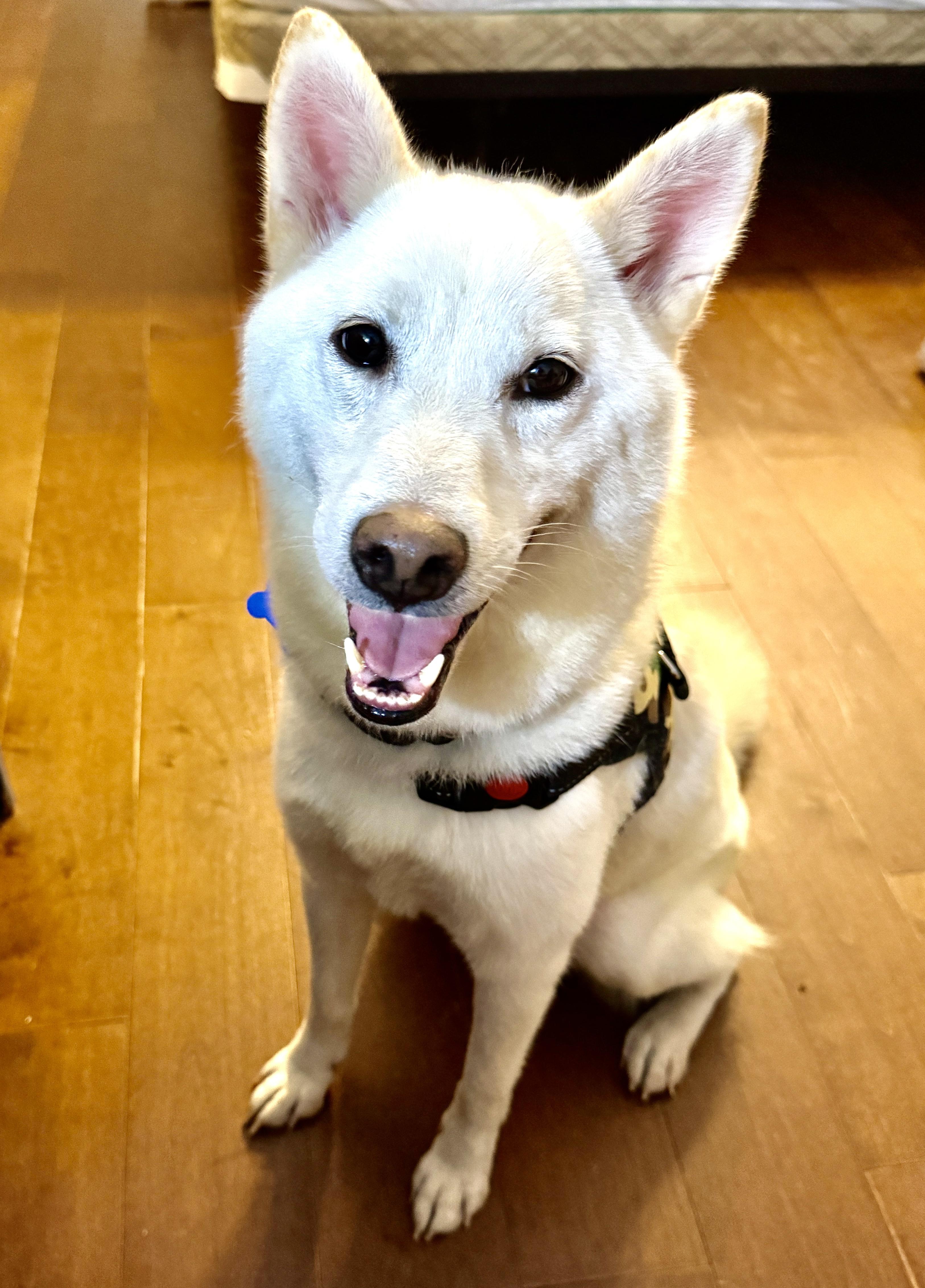 Enlarge Onion, a Adopted Shiba Inu in Vancouver, BC image 2/6