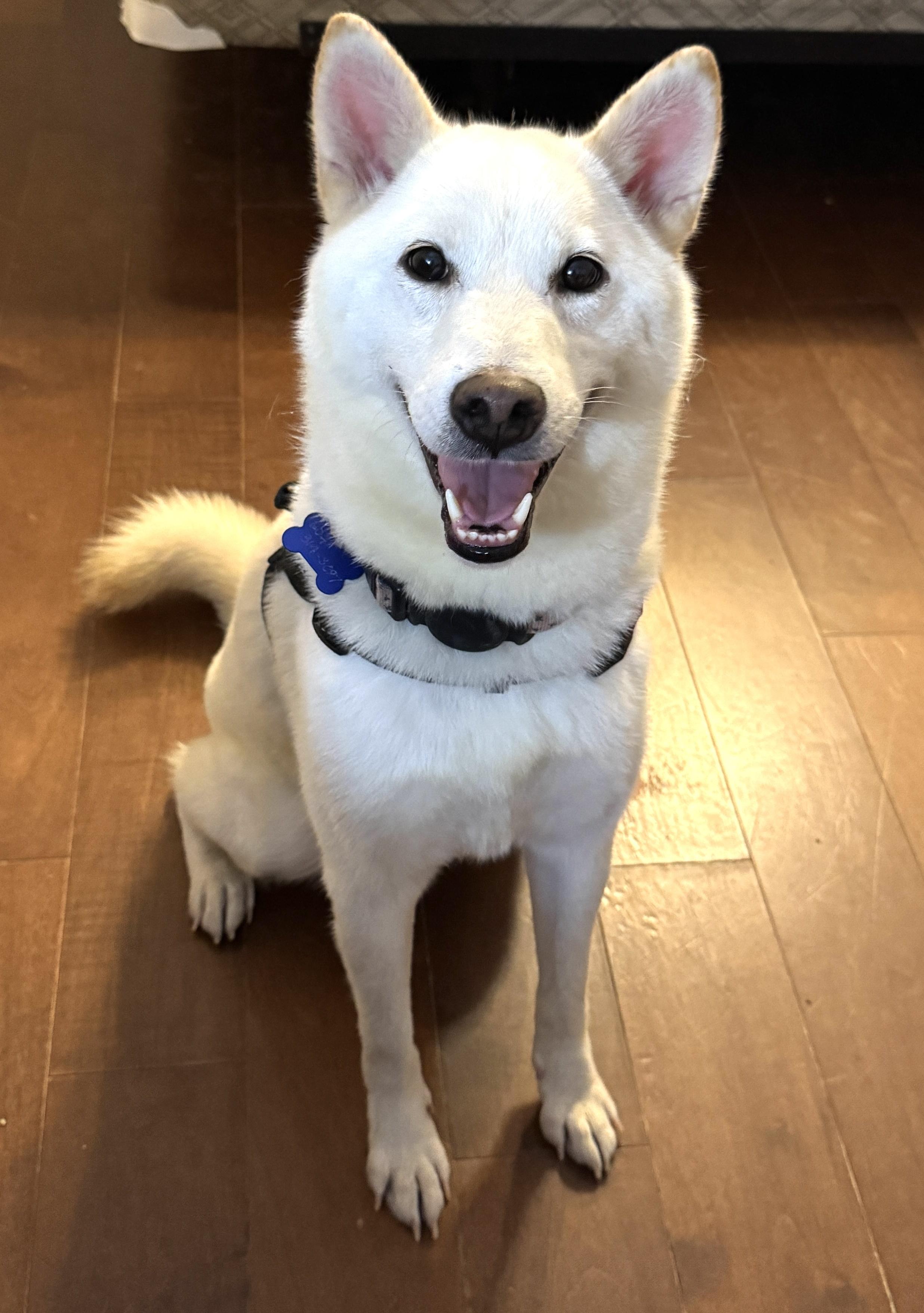 Enlarge Onion, a Adopted Shiba Inu in Vancouver, BC image 3/6
