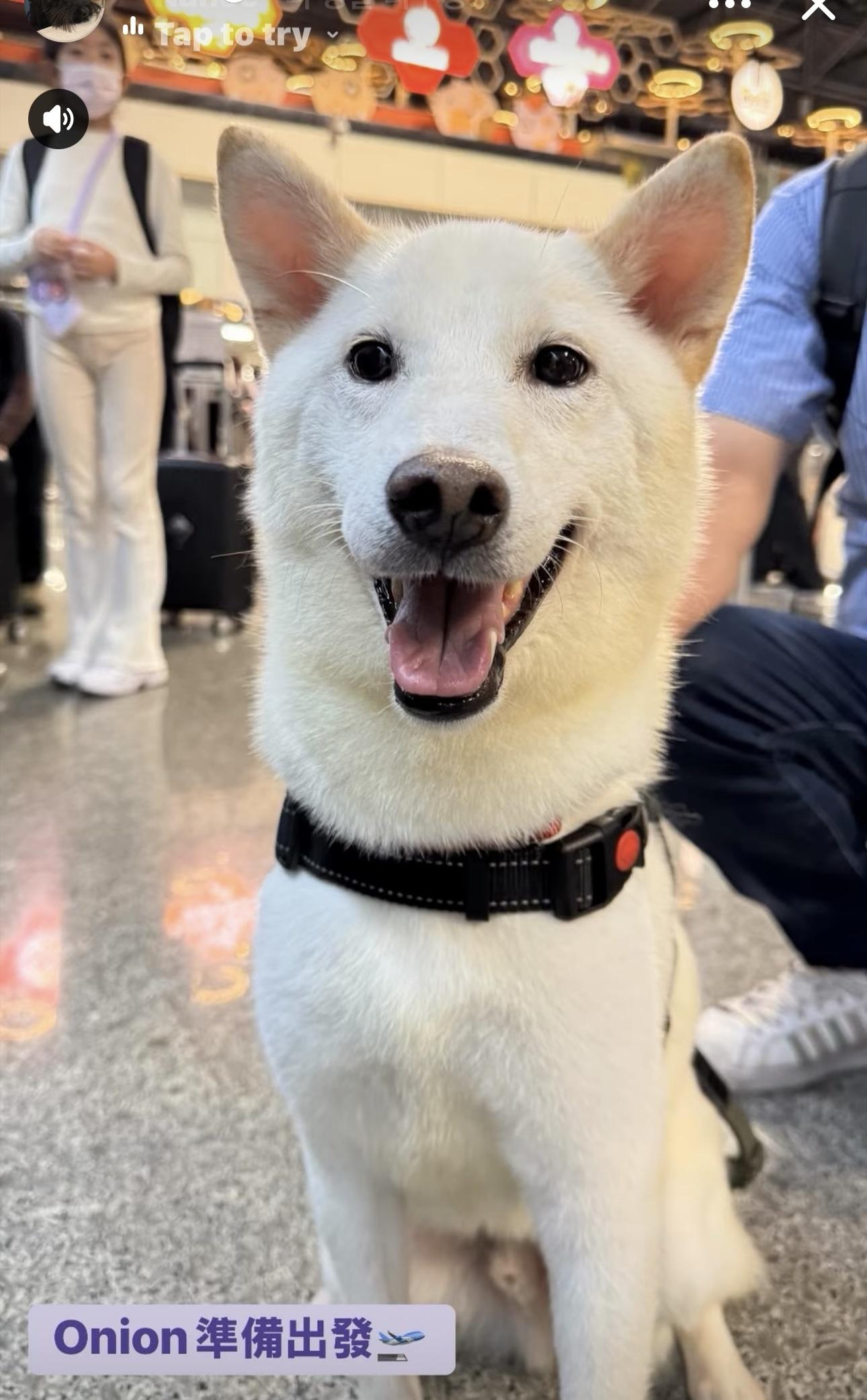 Enlarge Onion, a Adopted Shiba Inu in Vancouver, BC image 4/6