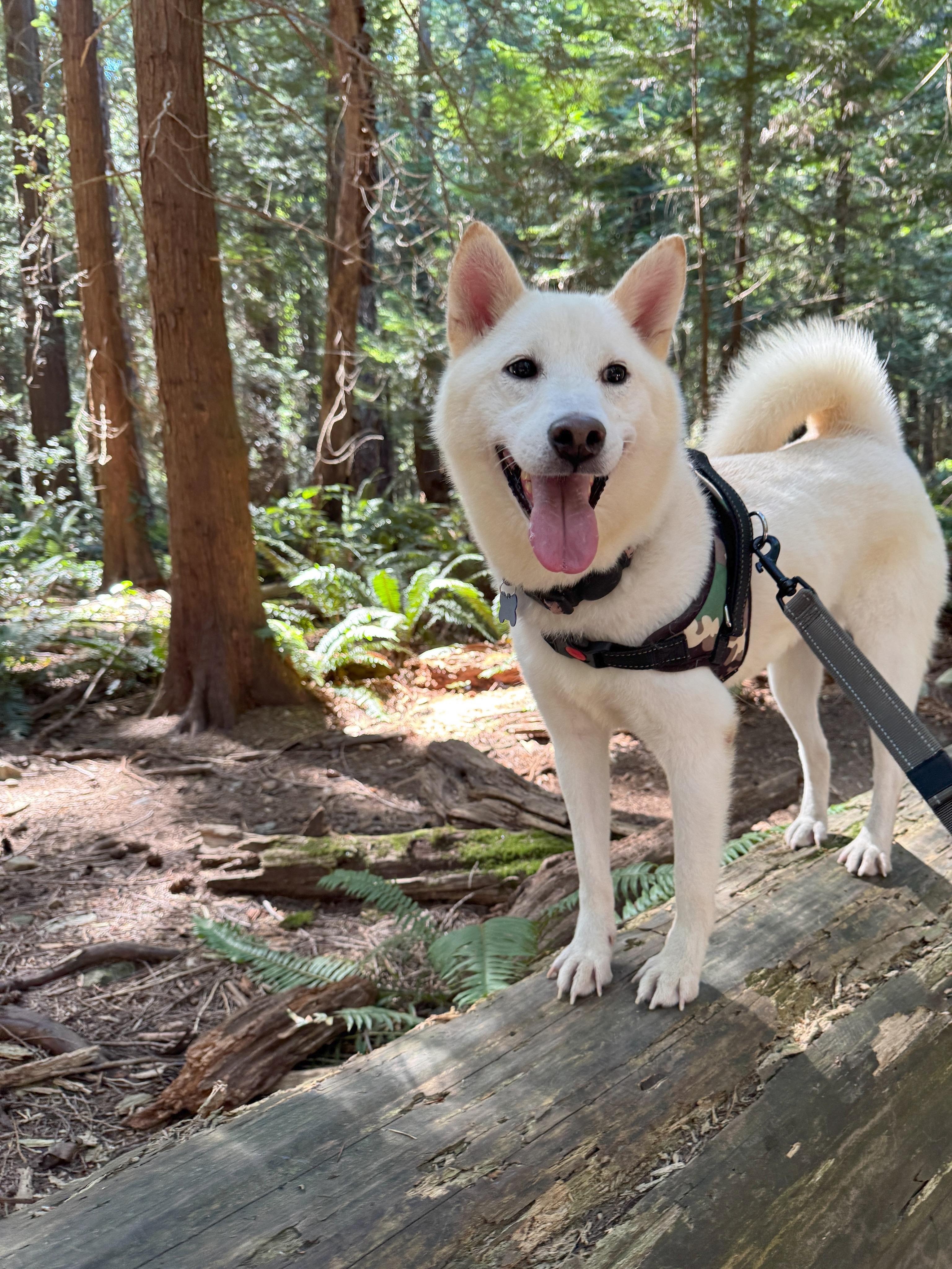 Enlarge Onion, a Adopted Shiba Inu in Vancouver, BC image 5/6