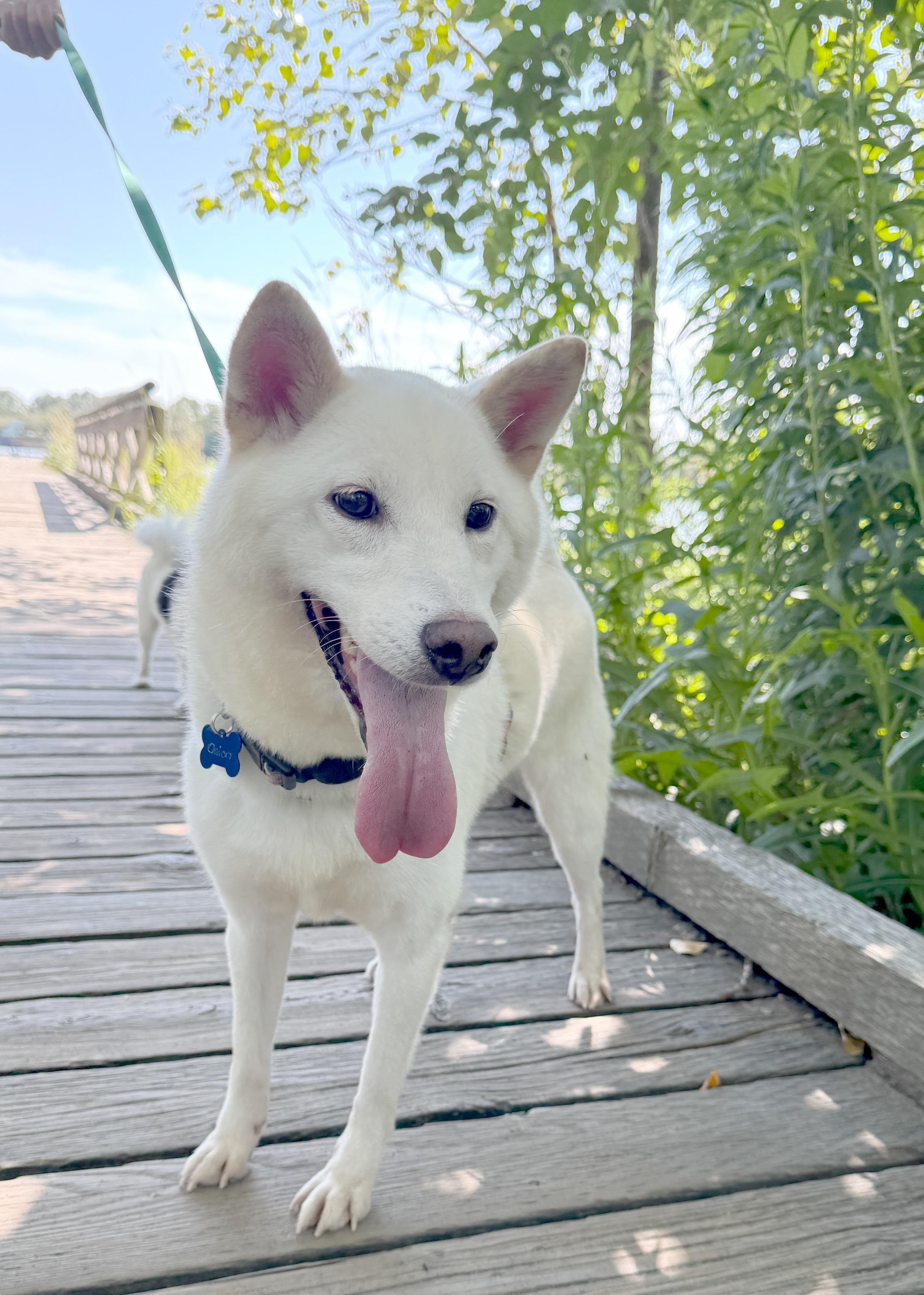 Enlarge Onion, a Adopted Shiba Inu in Vancouver, BC image 6/6