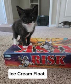 Enlarge Ice Cream Float, a Adoptable mixed breed in Parkville, MD image 1/1