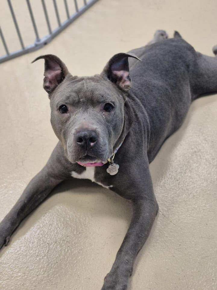 Enlarge URGENT-Ramona, an adopted mixed breed in Freehold, NJ image 3/5