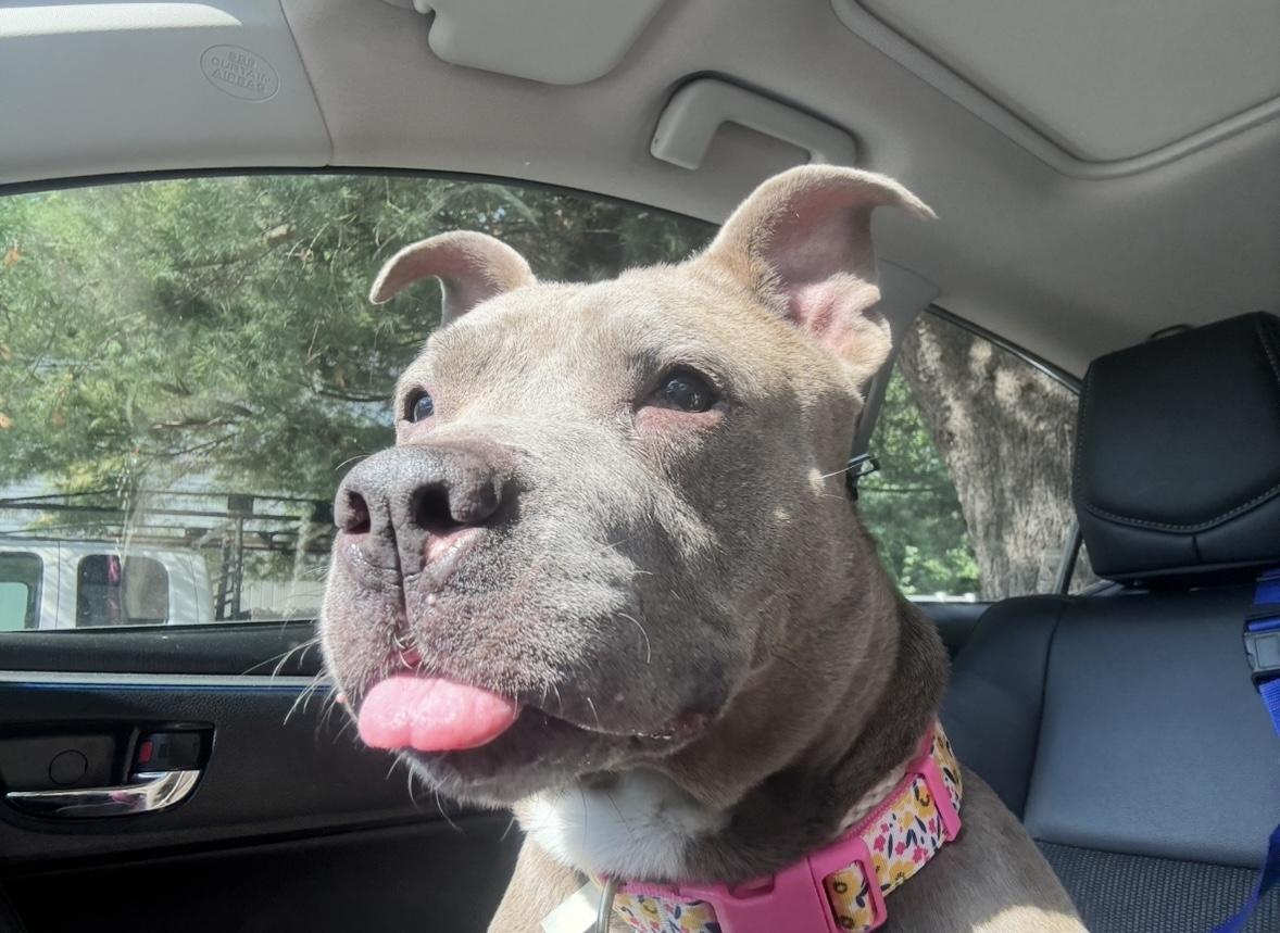 Enlarge URGENT-Ramona, an adopted mixed breed in Freehold, NJ image 2/5