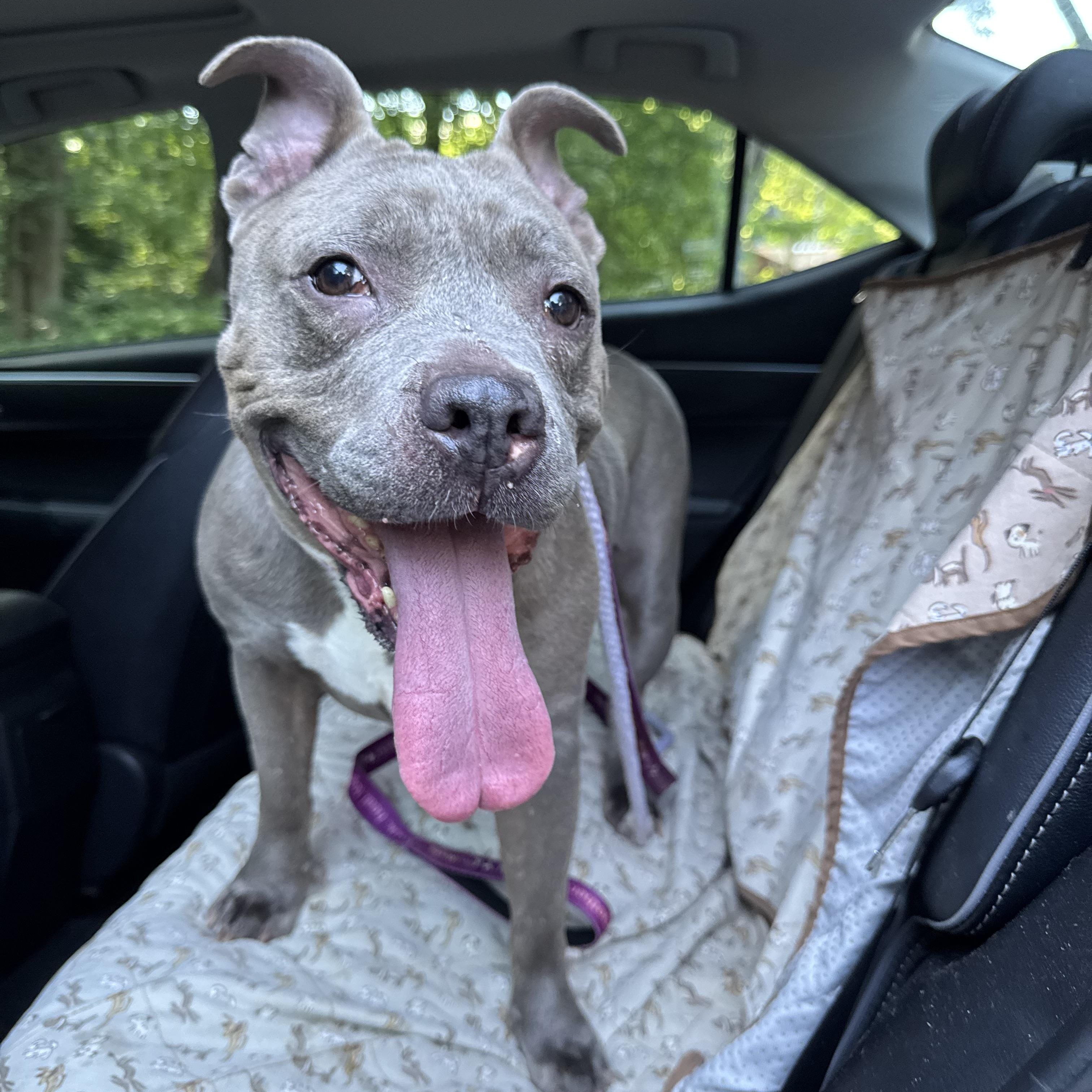 Enlarge URGENT-Ramona, an adopted mixed breed in Freehold, NJ image 4/5