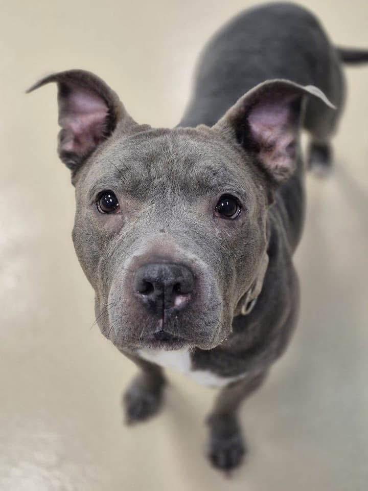 Enlarge URGENT-Ramona, an adopted mixed breed in Freehold, NJ image 5/5