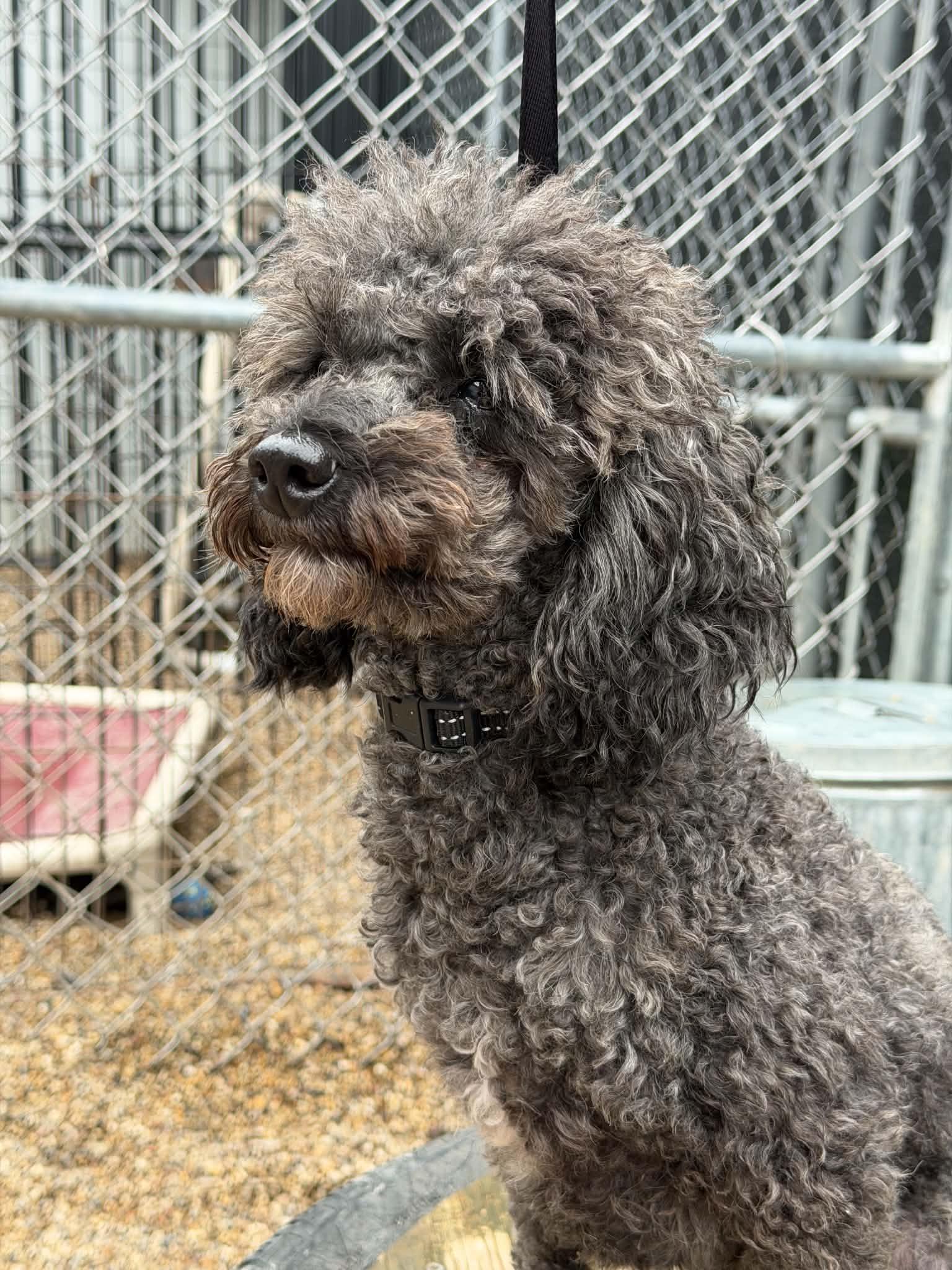 Ash, Adoptable, Adult Male Poodle.
