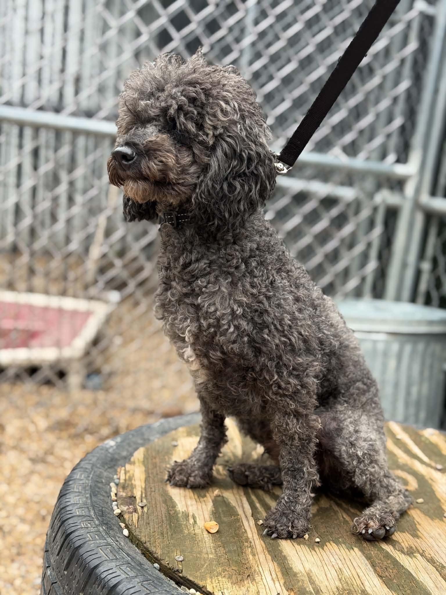 Enlarge Ash, a Adoptable Poodle in Mukwonago, WI image 2/3