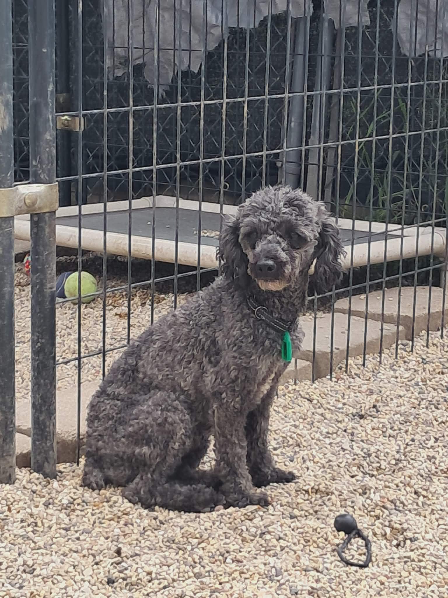 Enlarge Ash, a Adoptable Poodle in Mukwonago, WI image 1/1