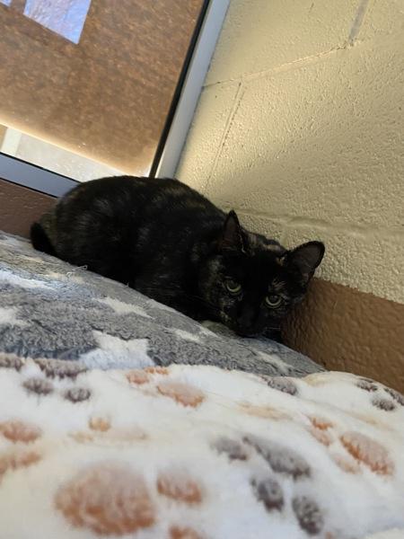 Enlarge Alexandra, a Adoptable mixed breed in Kennewick, WA image 4/5