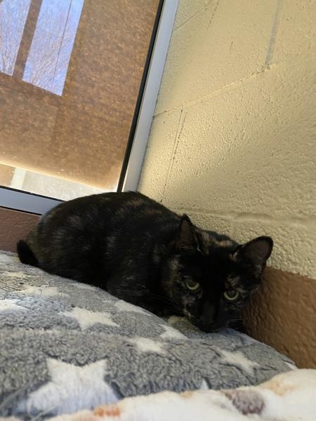 Enlarge Alexandra, a Adoptable mixed breed in Kennewick, WA image 5/5