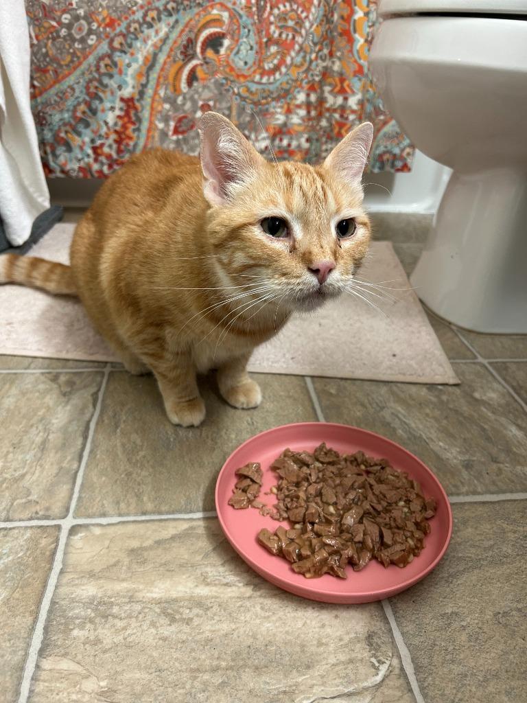 Junior Mints, Adoptable, Adult Male Domestic Short Hair.