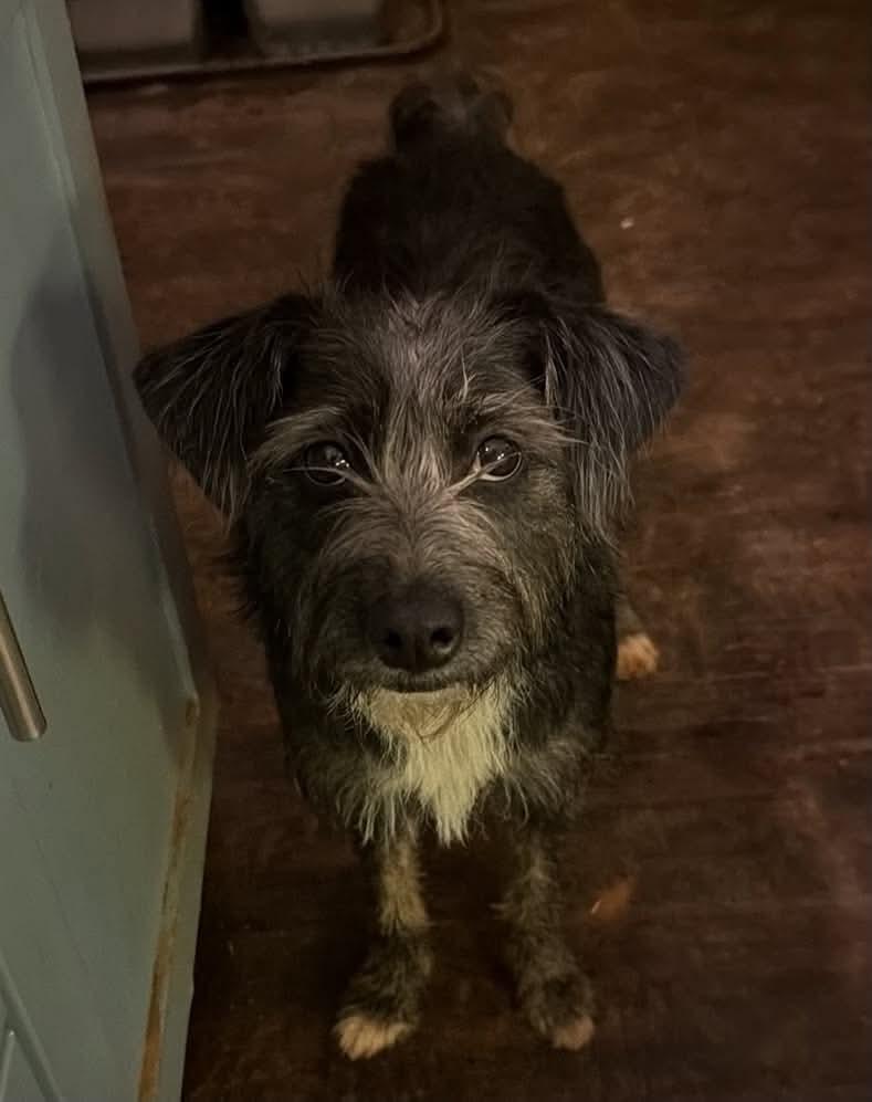 Swiss Roll, Adopted, Adult Female Jack Russell Terrier & Miniature Schnauzer.