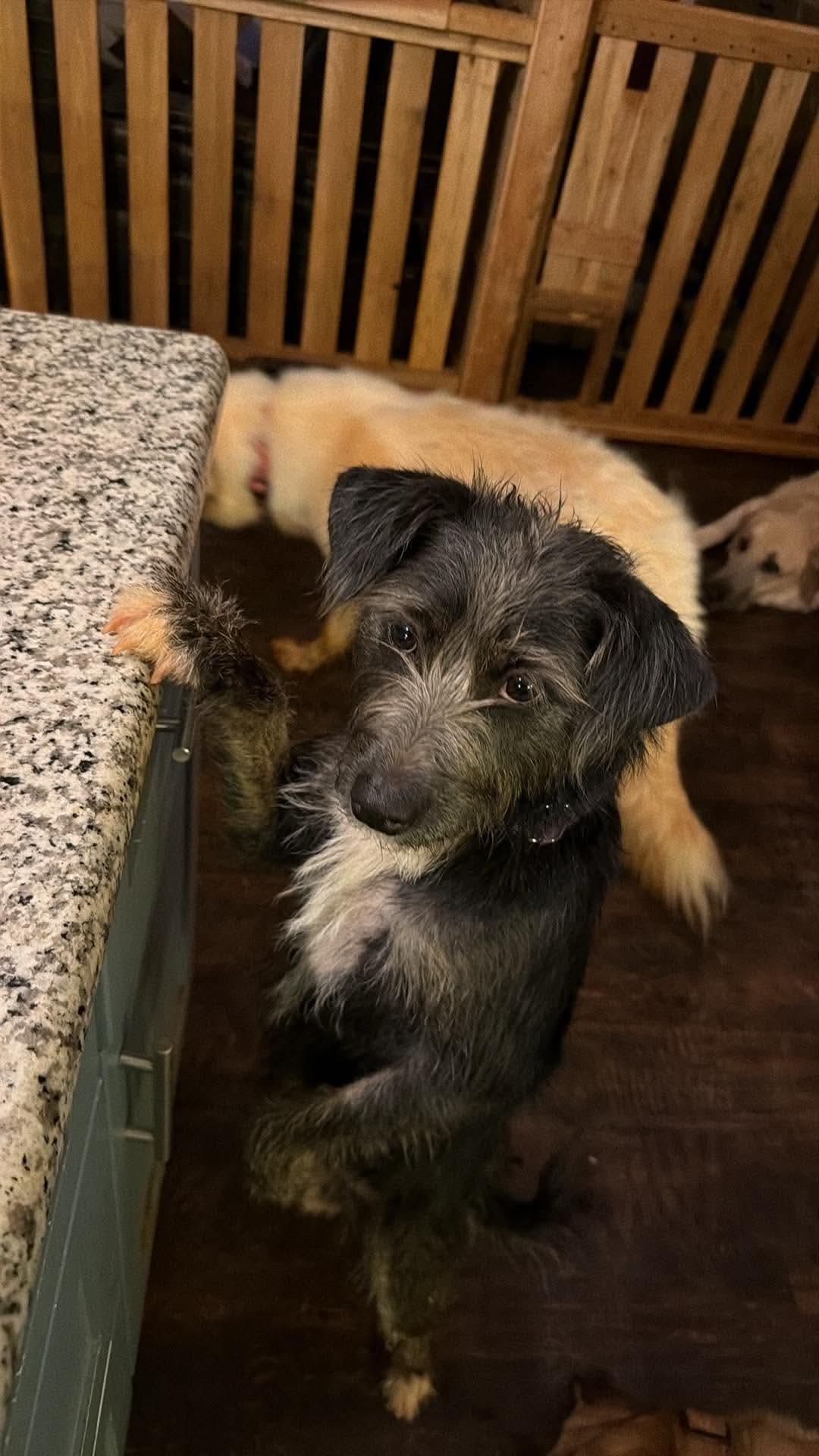 Enlarge Swiss Roll, a Adopted mixed breed in New Baltimore, MI image 2/2