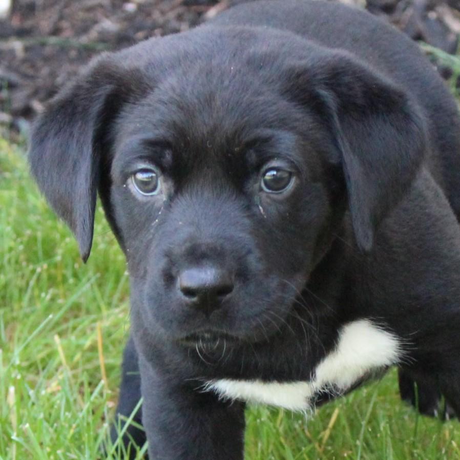 Enlarge Catalina, an adopted Black Labrador Retriever in Eaton, OH image 1/4