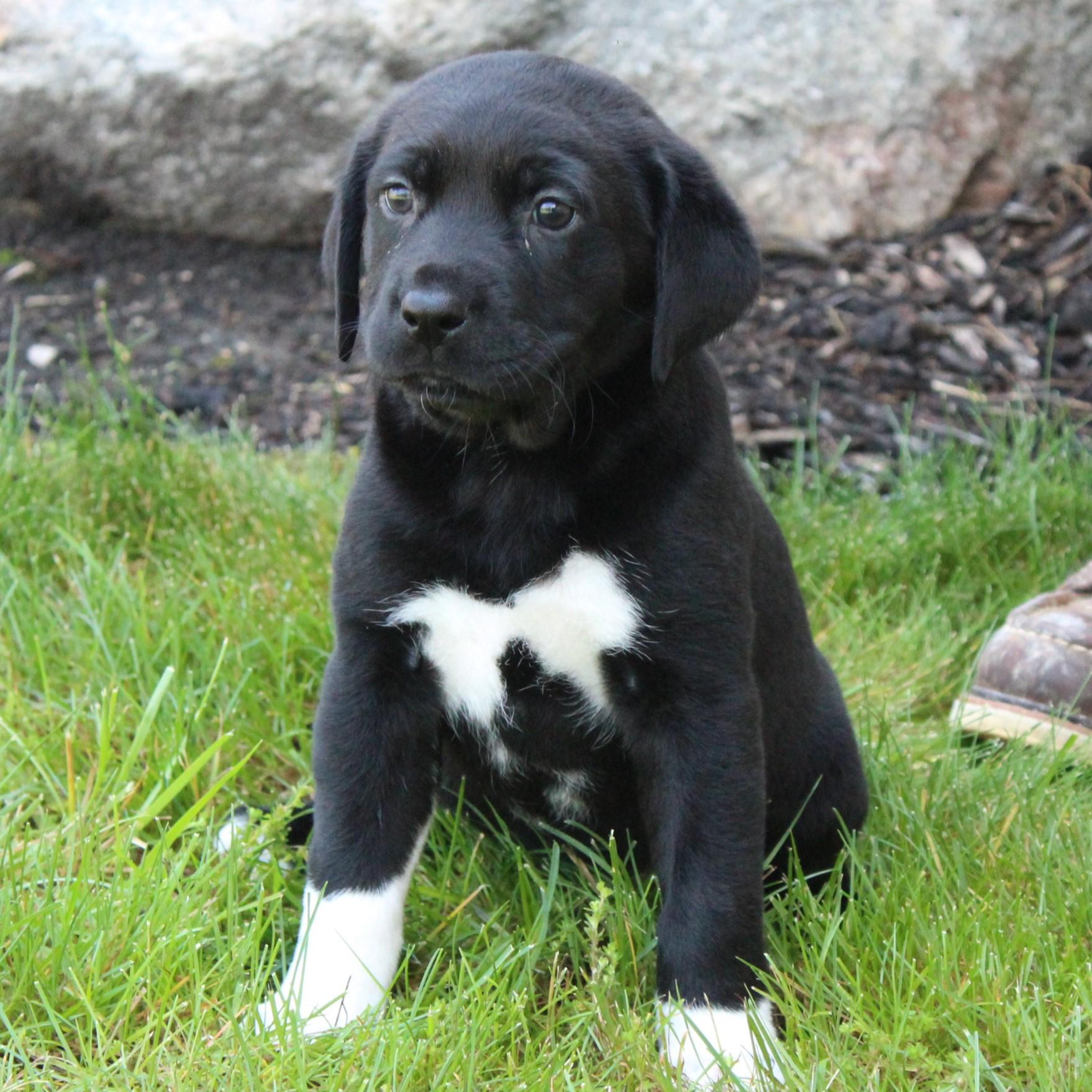 Enlarge Catalina, an adopted Black Labrador Retriever in Eaton, OH image 2/4