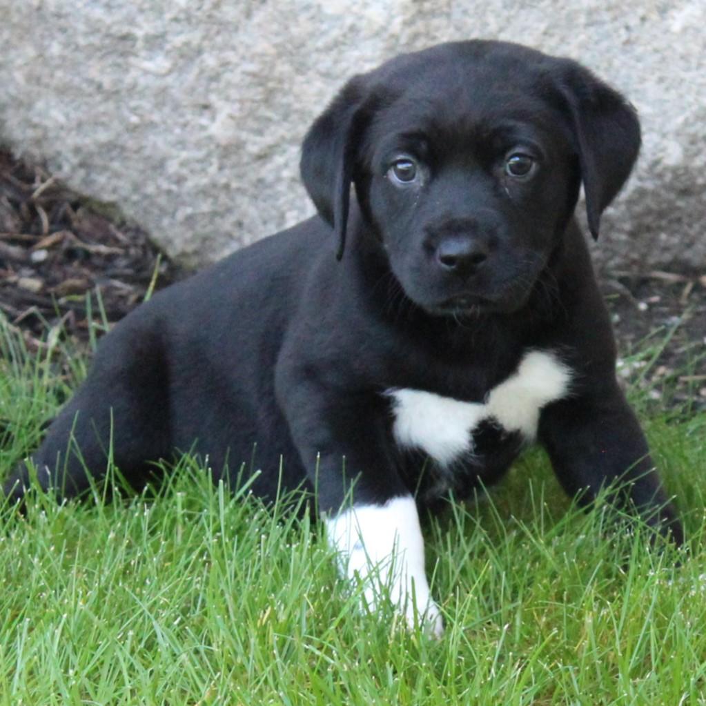 Enlarge Catalina, an adopted Black Labrador Retriever in Eaton, OH image 4/4