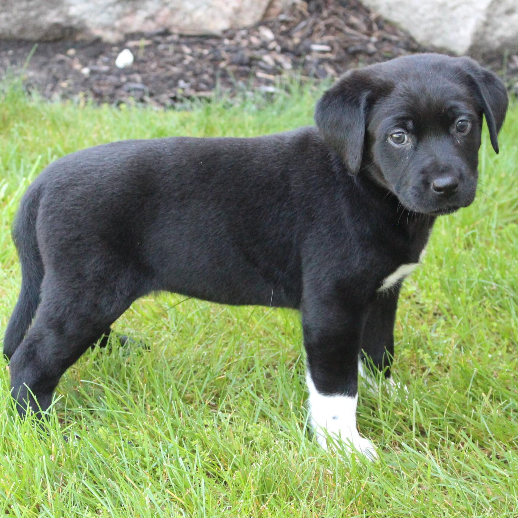 Enlarge Catalina, an adopted Black Labrador Retriever in Eaton, OH image 3/4