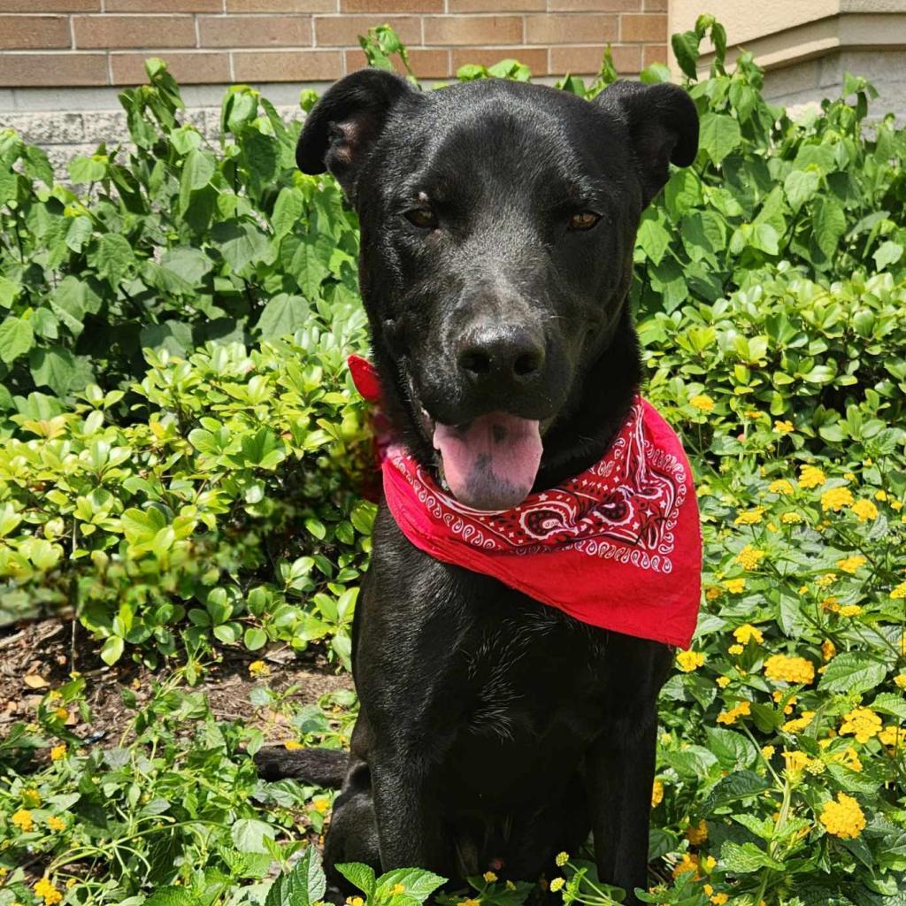 Enlarge Shadow JuM, a Adoptable mixed breed in Austin, TX image 3/6