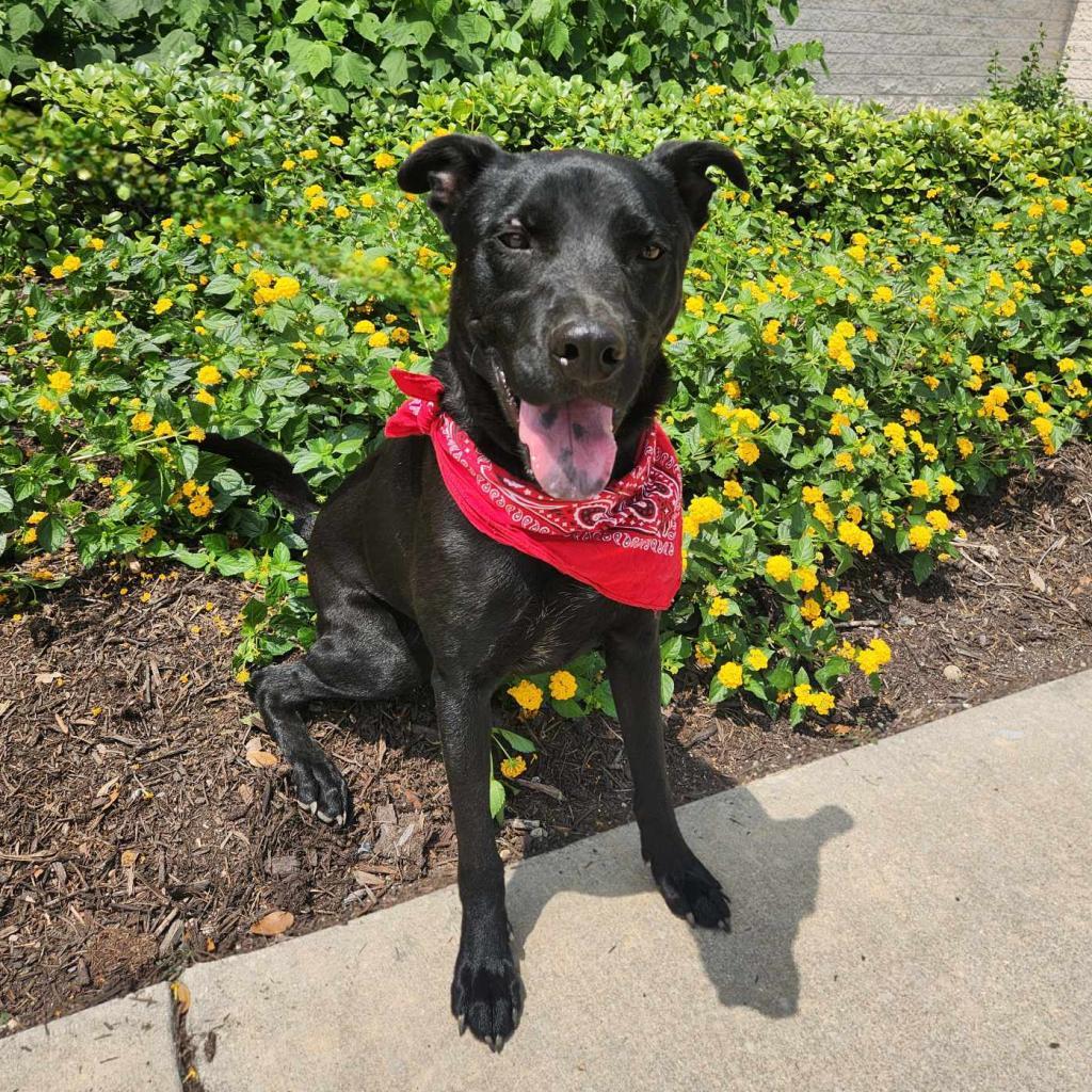 Shadow JuM, a Adoptable mixed breed in Austin, TX image 2/6