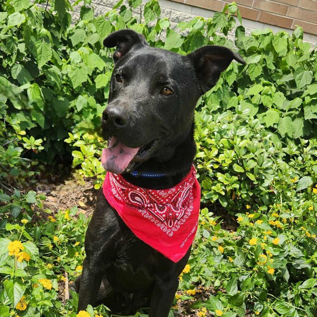 Shadow JuM, a Adoptable mixed breed in Austin, TX image 3/6